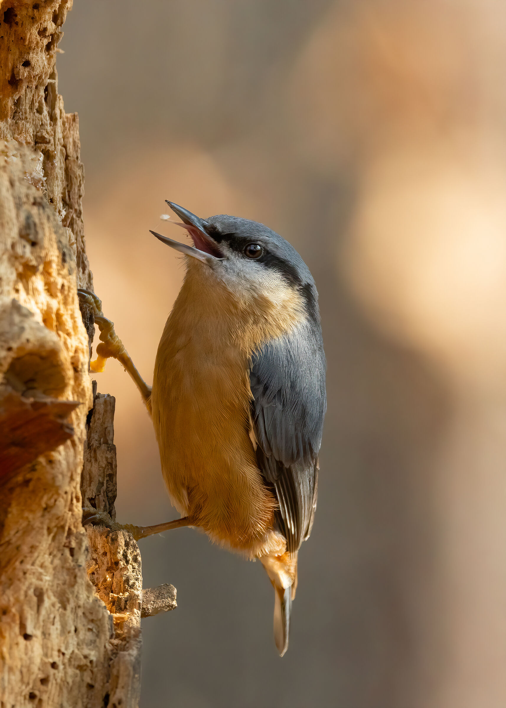 Picchio muratore (Sitta europea)