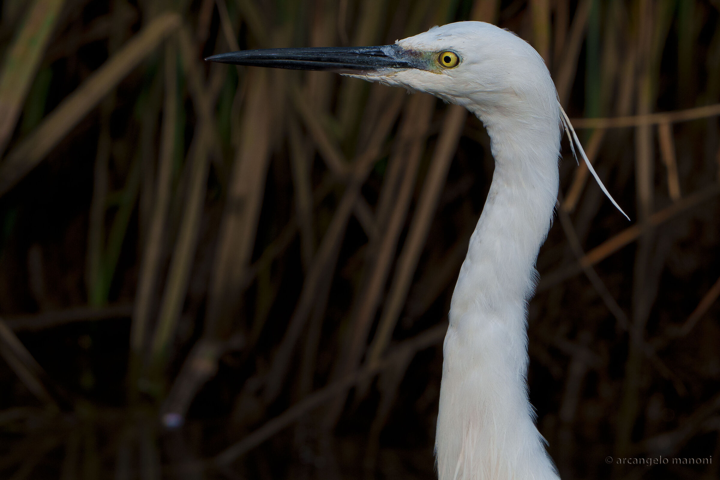 Portrait of the egret