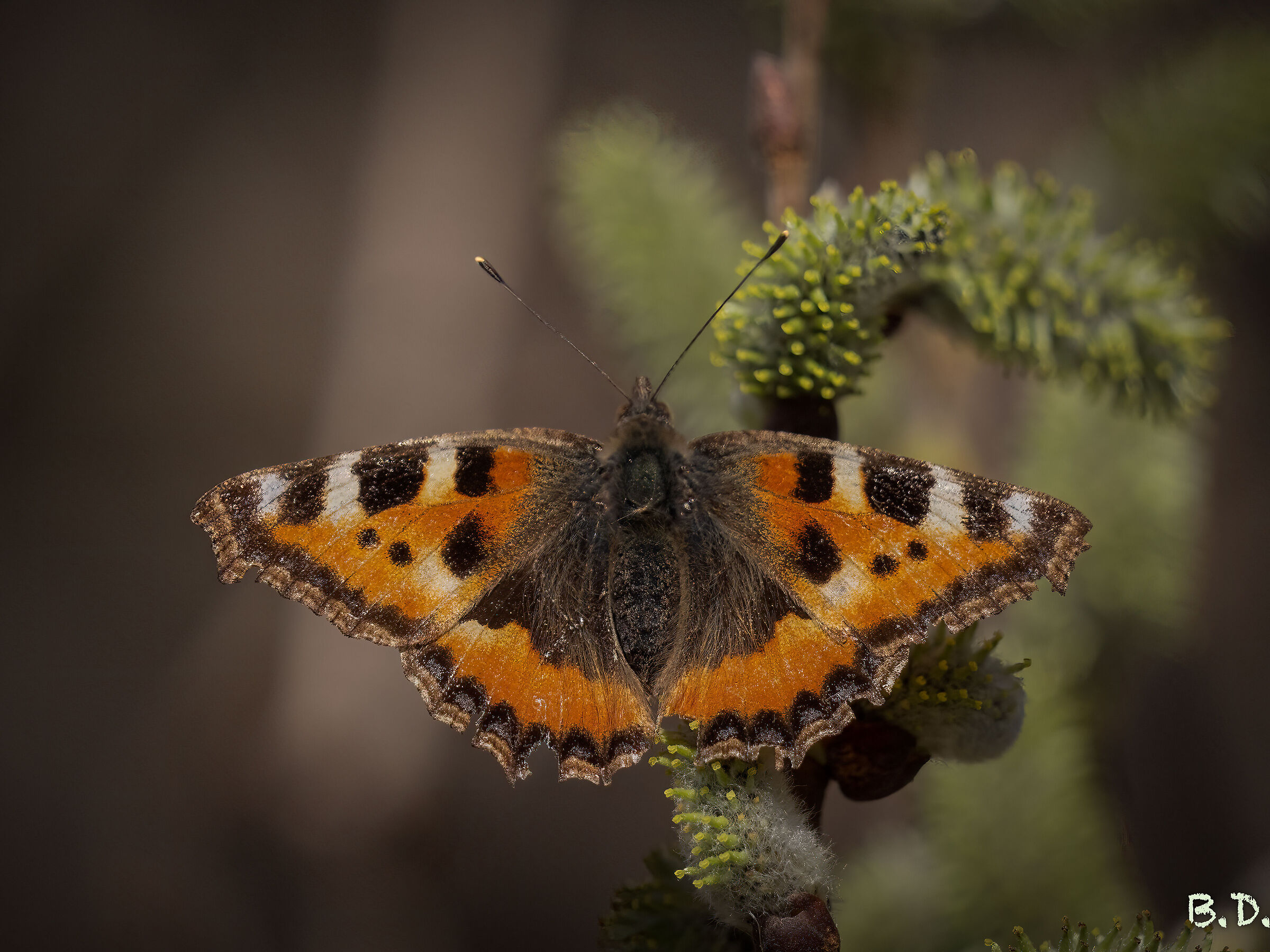 Aglais urticae
