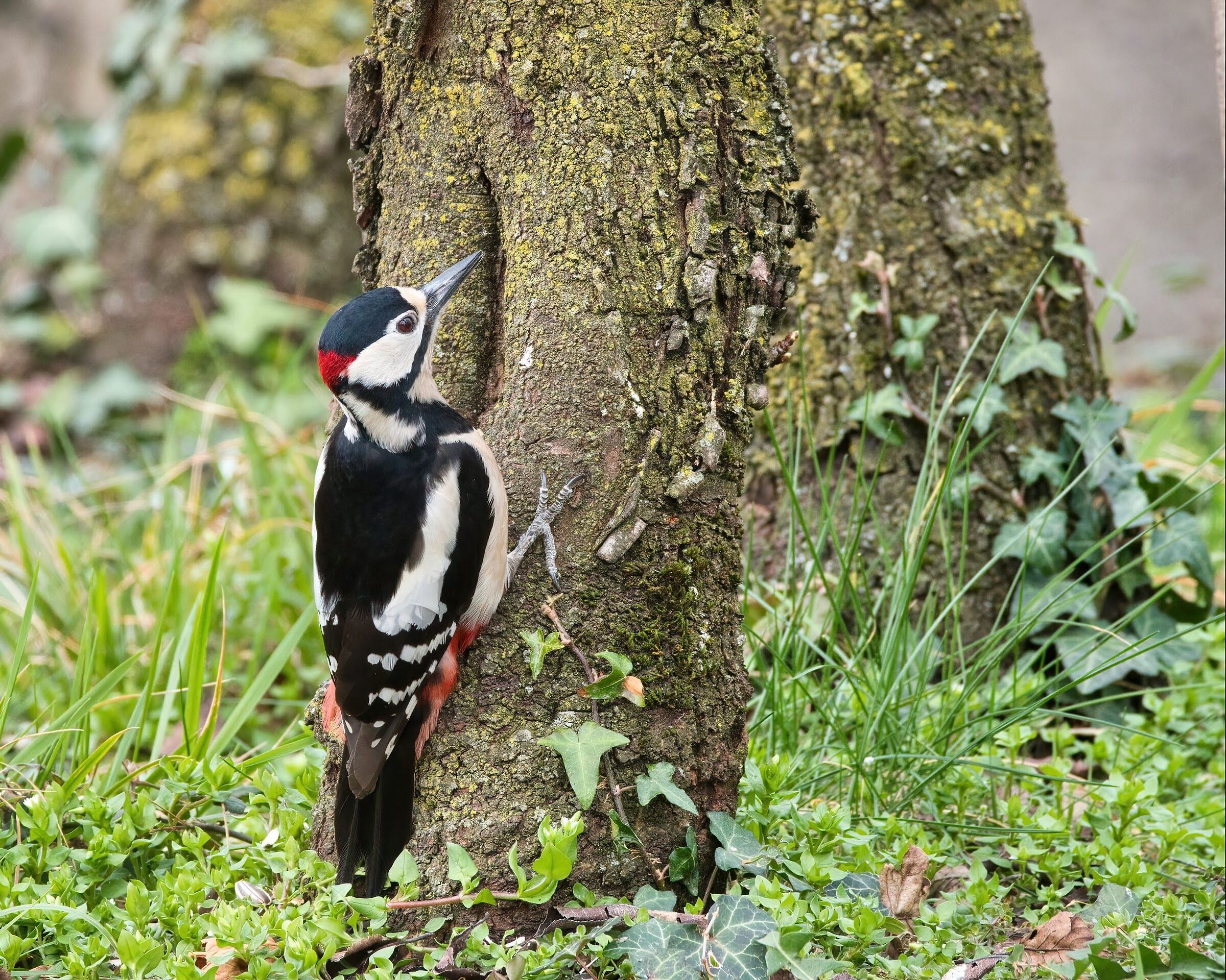 Greater spotted woodpecker (m)