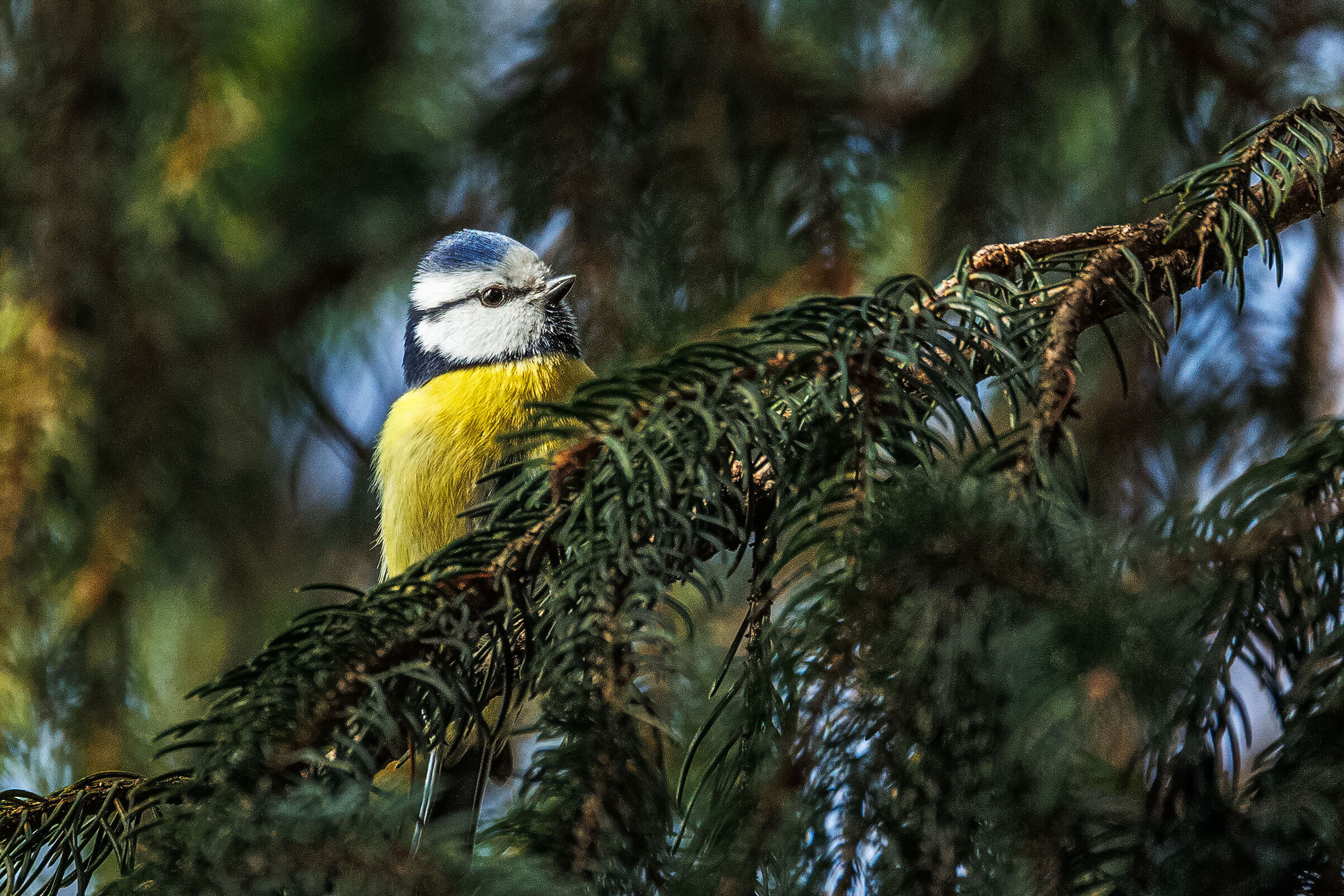 Cinciarella sul pino
