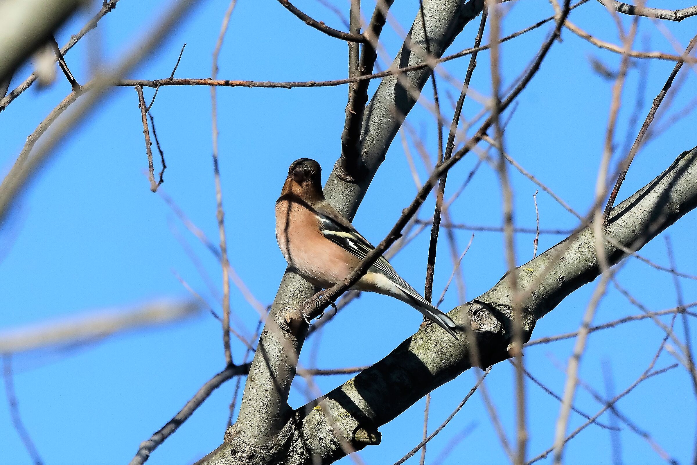 Fringuello 12 Dicembre 2022