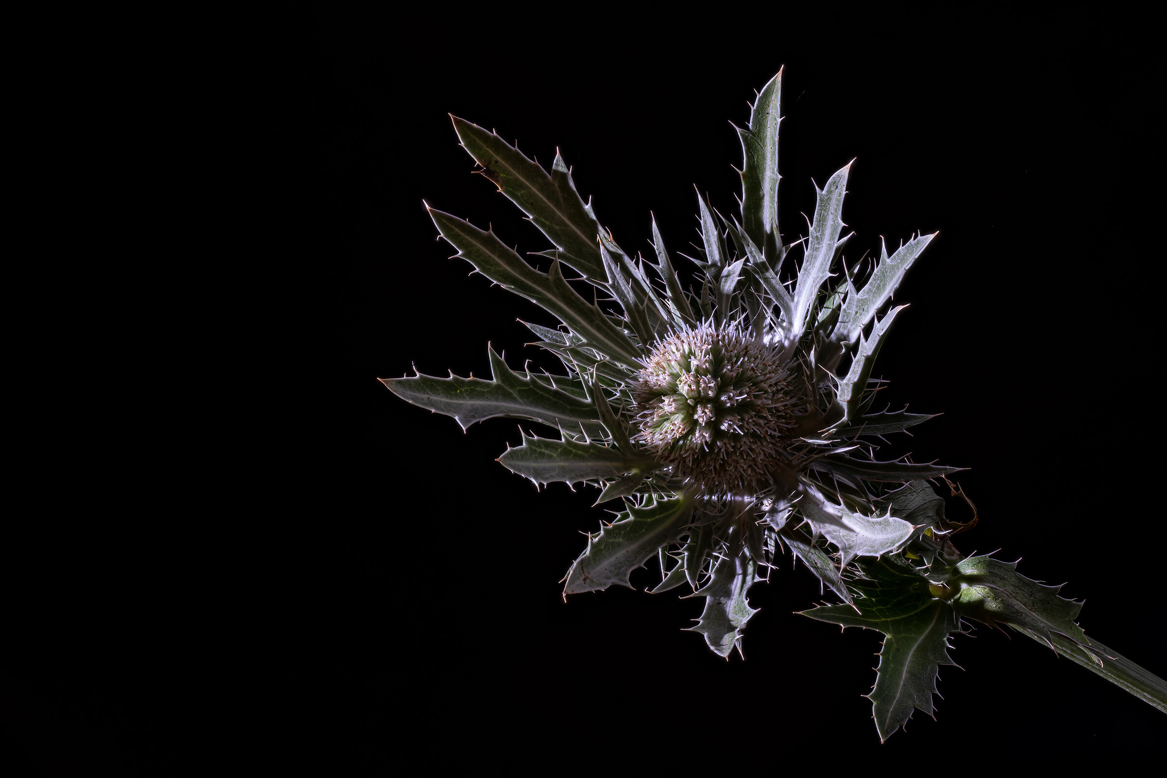Eryngium alpinum