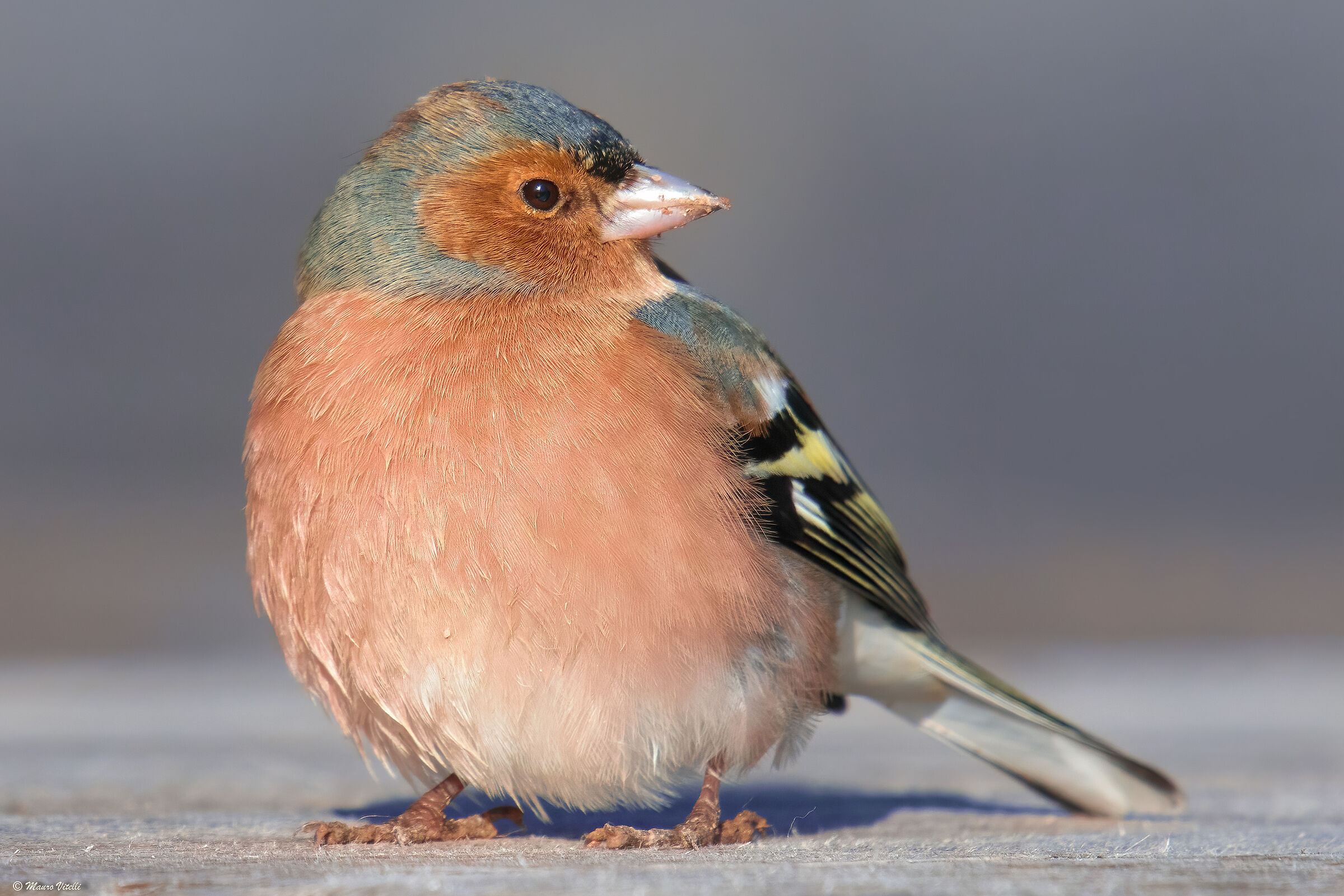 Chaffinch (finch male) male