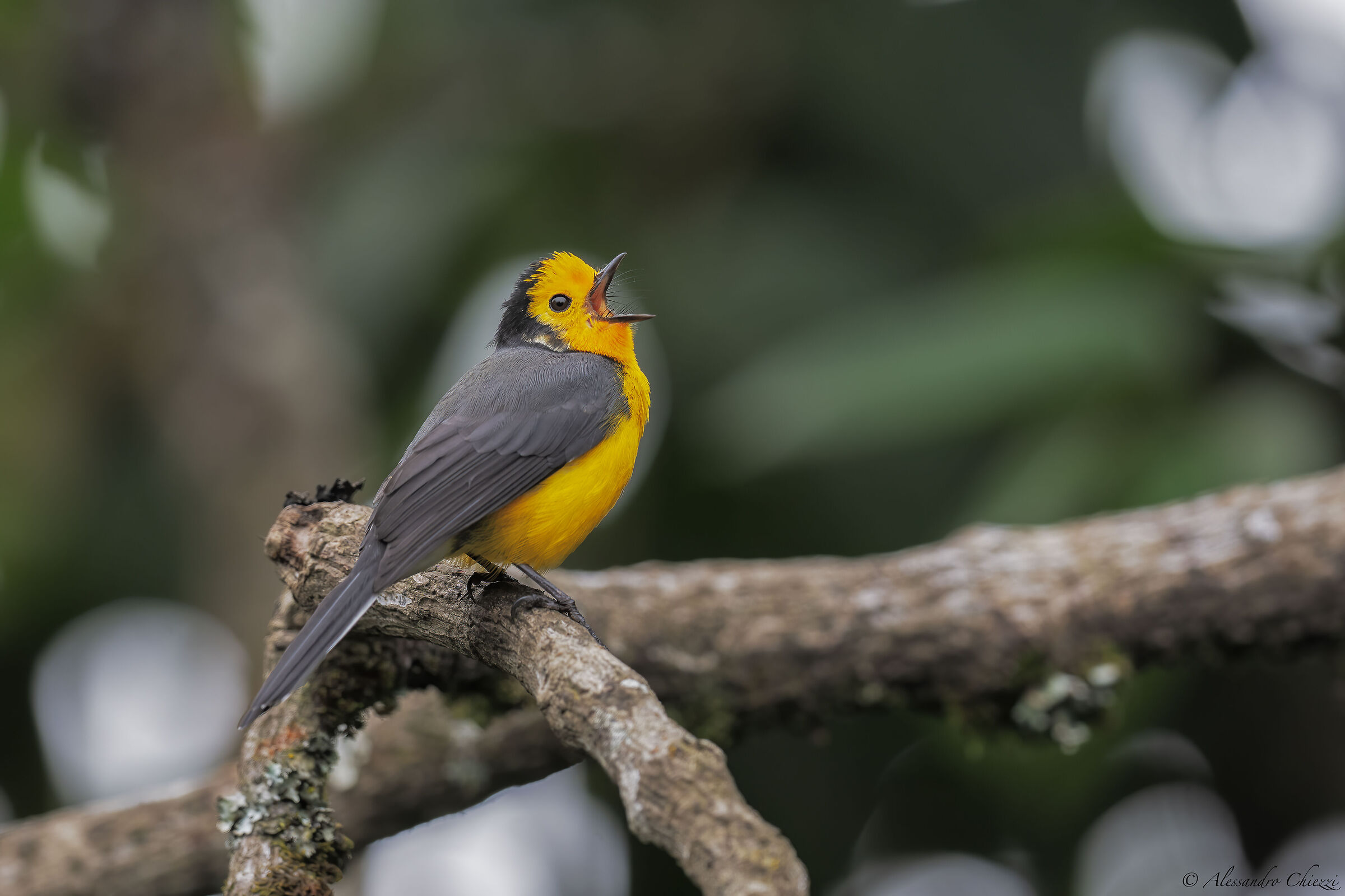 Redstart frontedorata