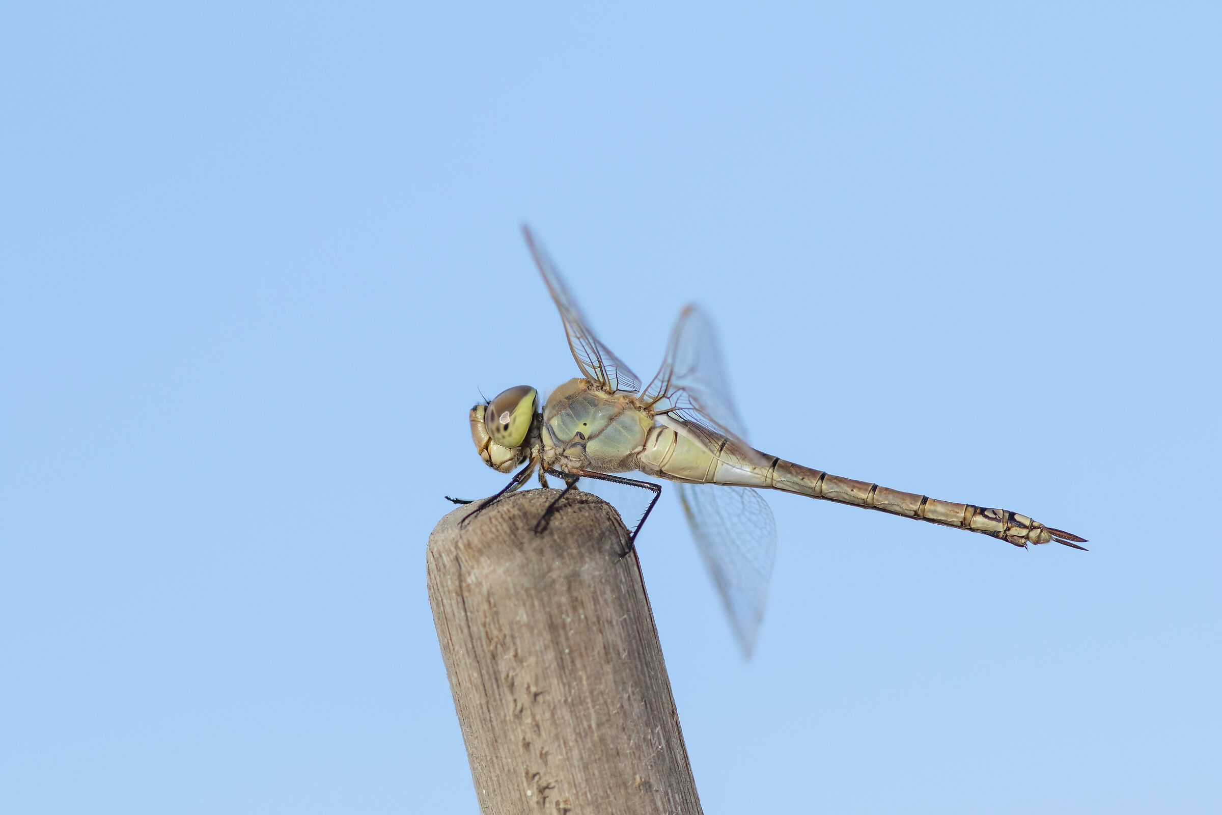 Libellula imperatore vagabondo. (Anax ephippliger)