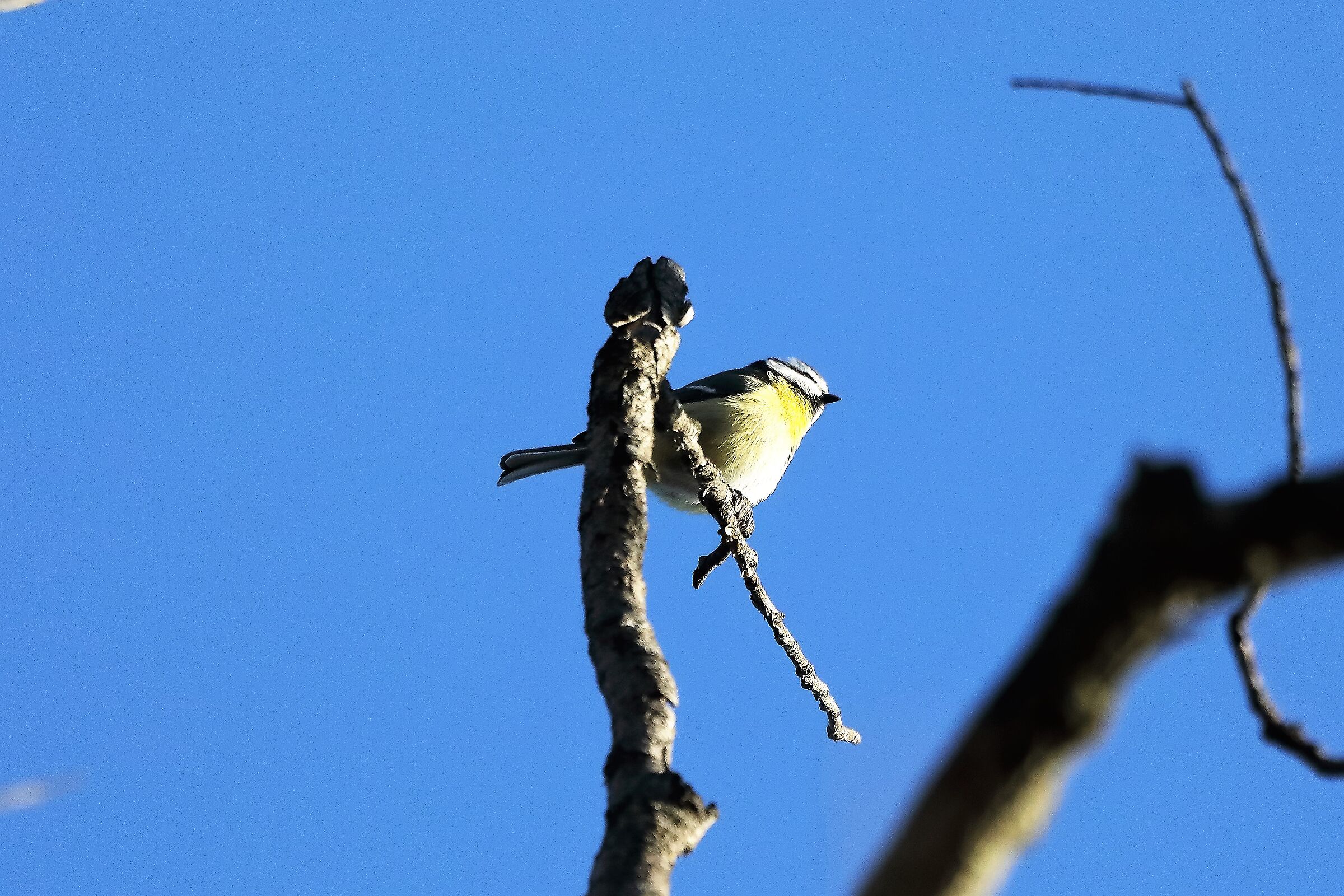 Cinciarella 09-01-2023