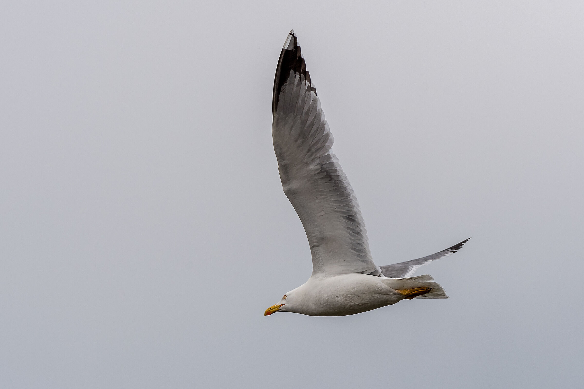 Gull