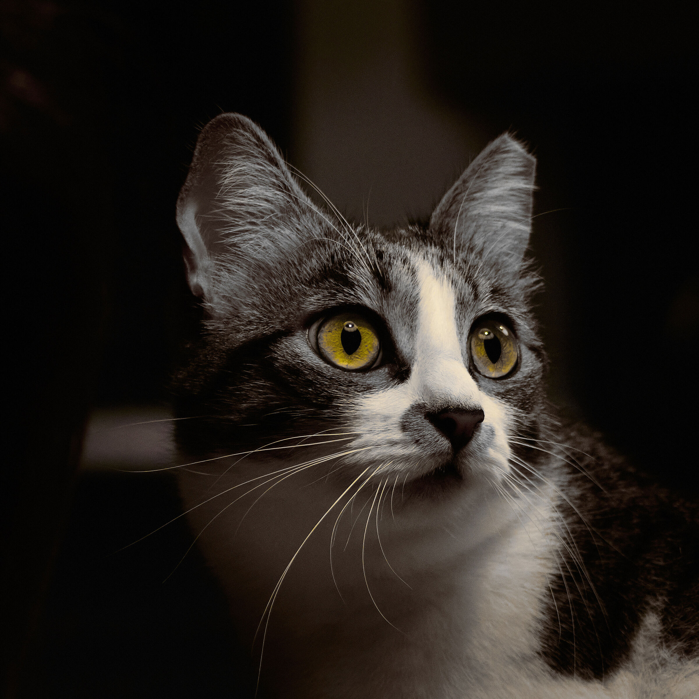 Lulu partial color