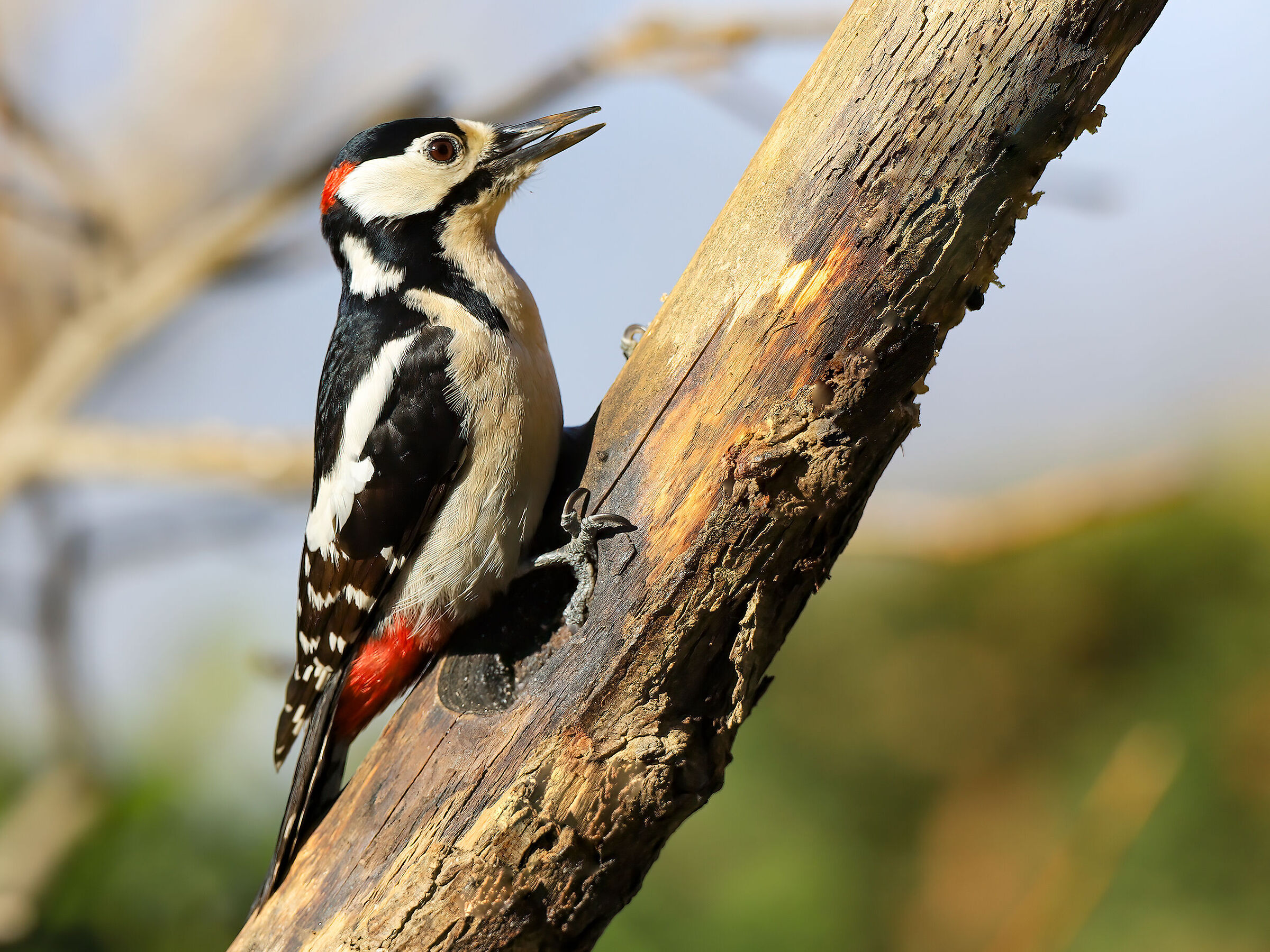 Greater spotted woodpecker