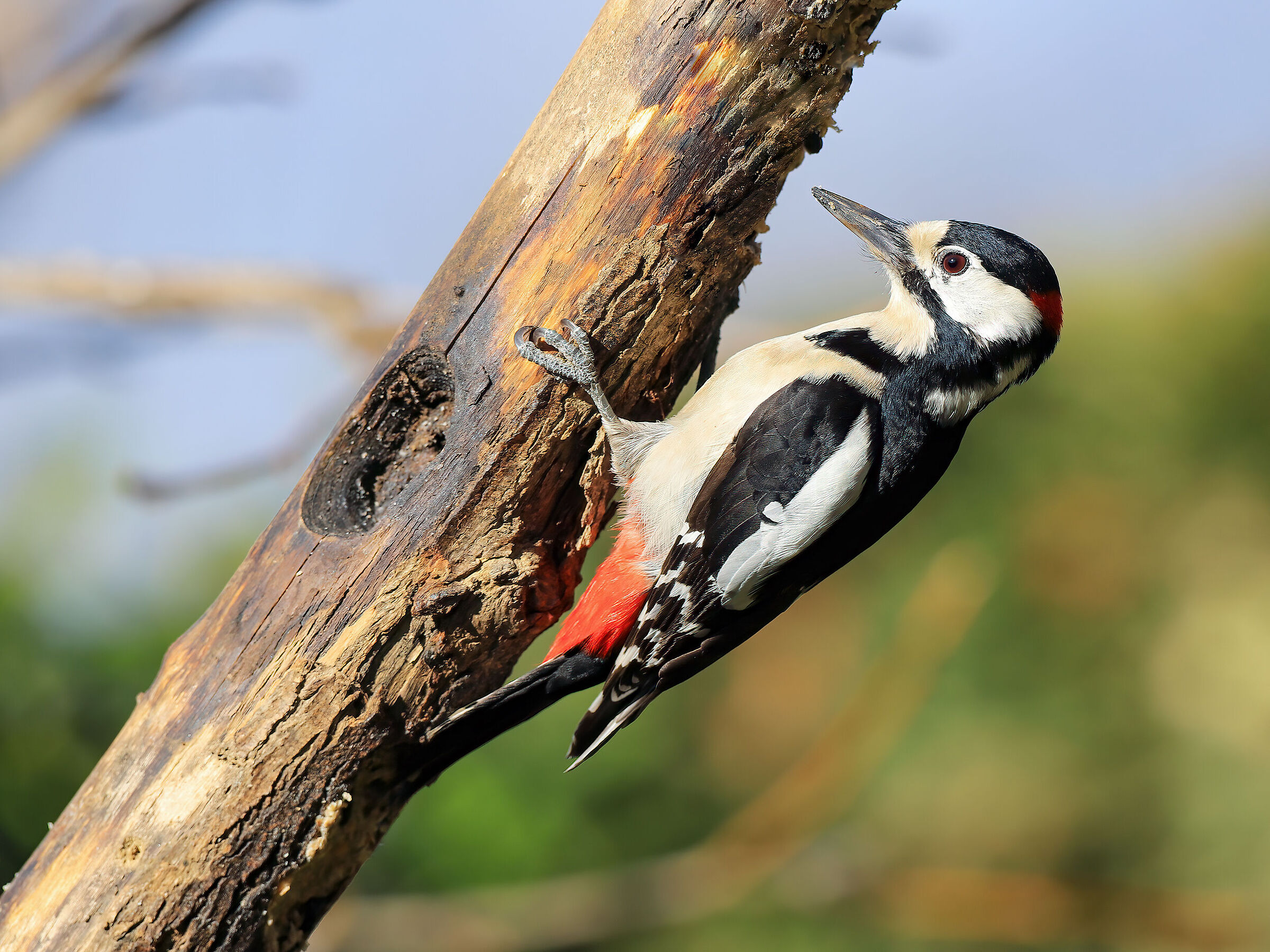 Picchio rosso maggiore