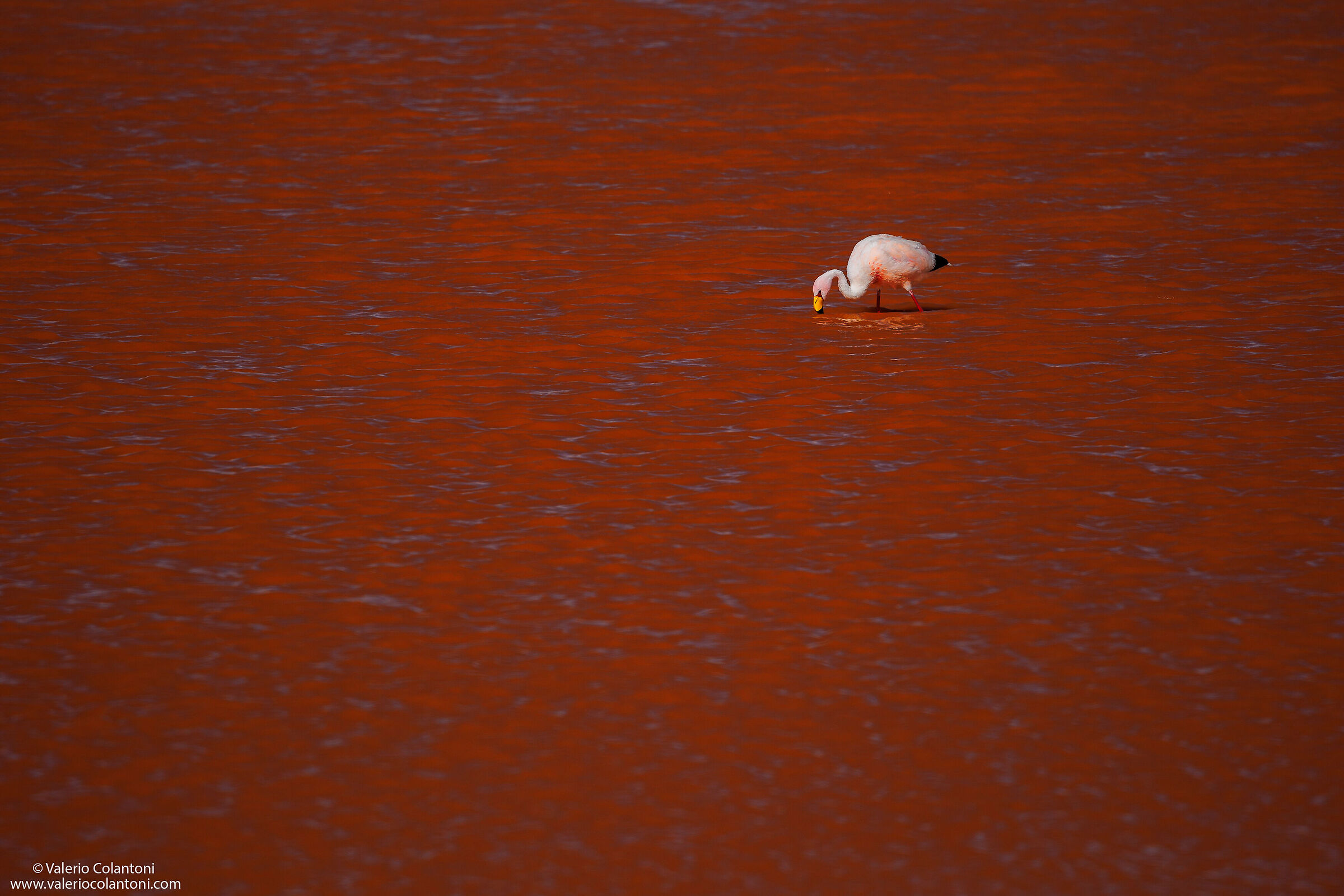 Andean flamingo, Colorada lagoon - Bolivia