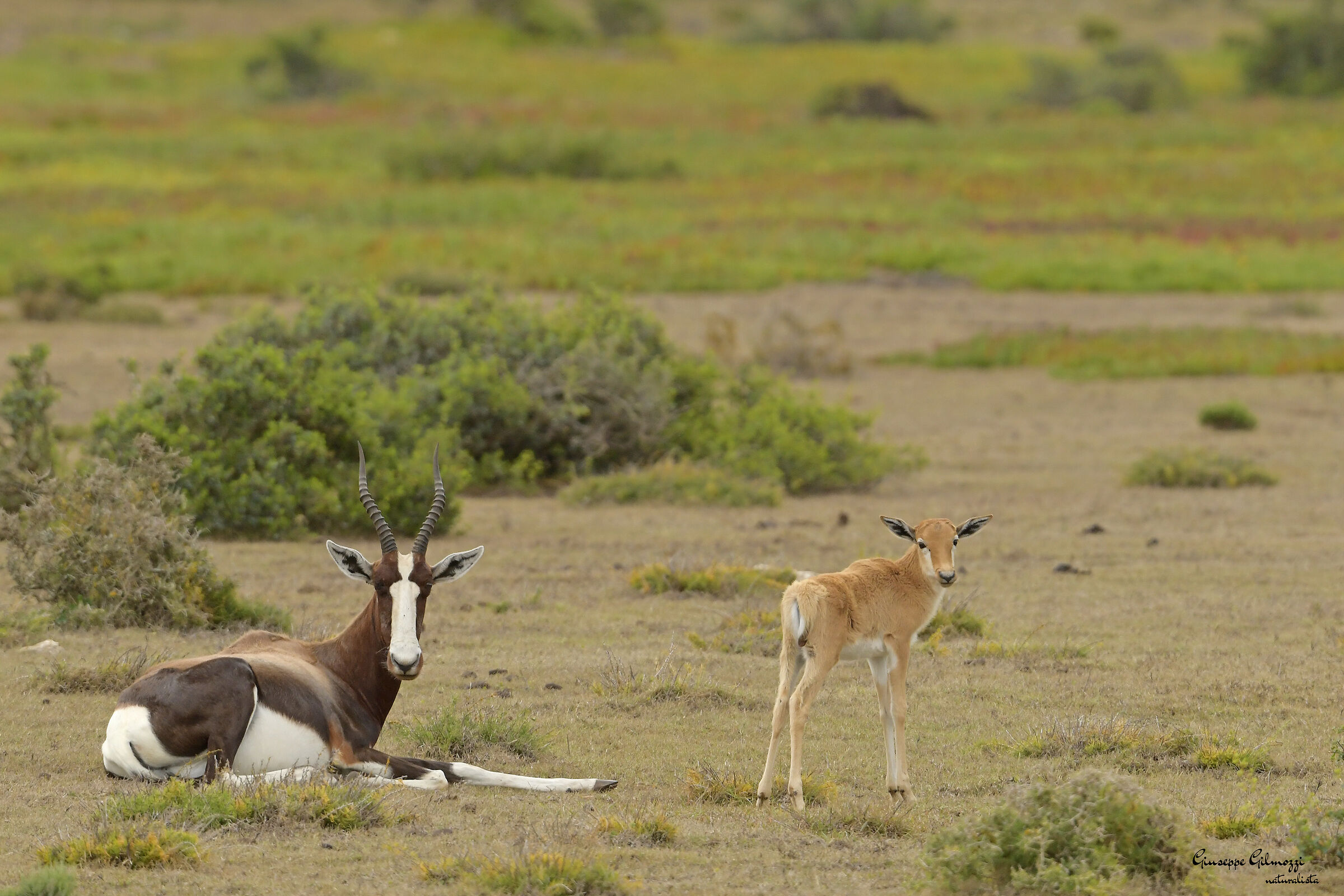 White-fronted Damalisk. (Damaliscus pygargus)