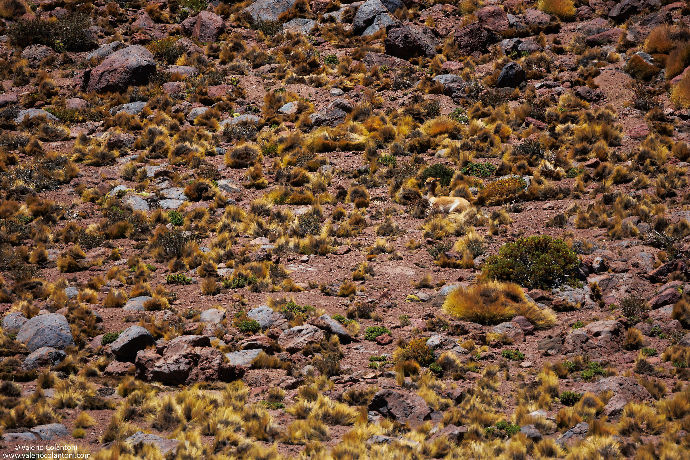 The camouflage of the little one from Vicuña...