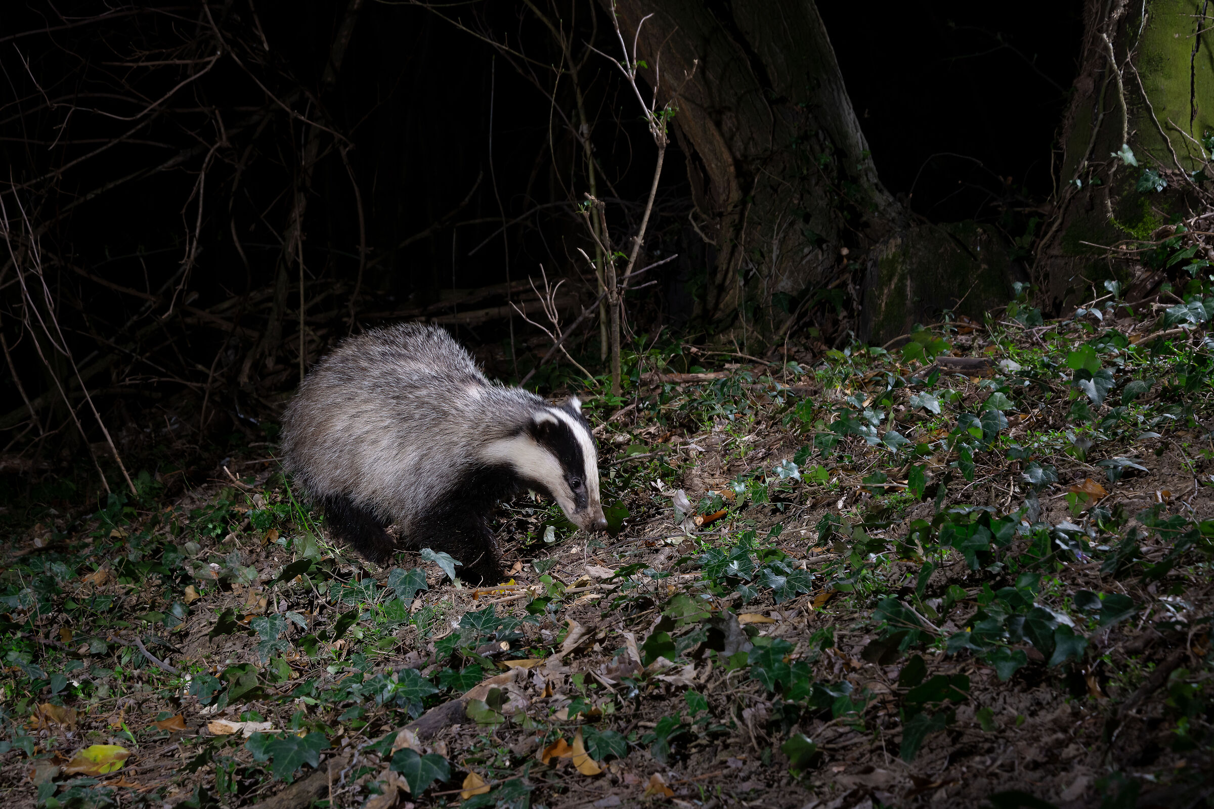 Badger