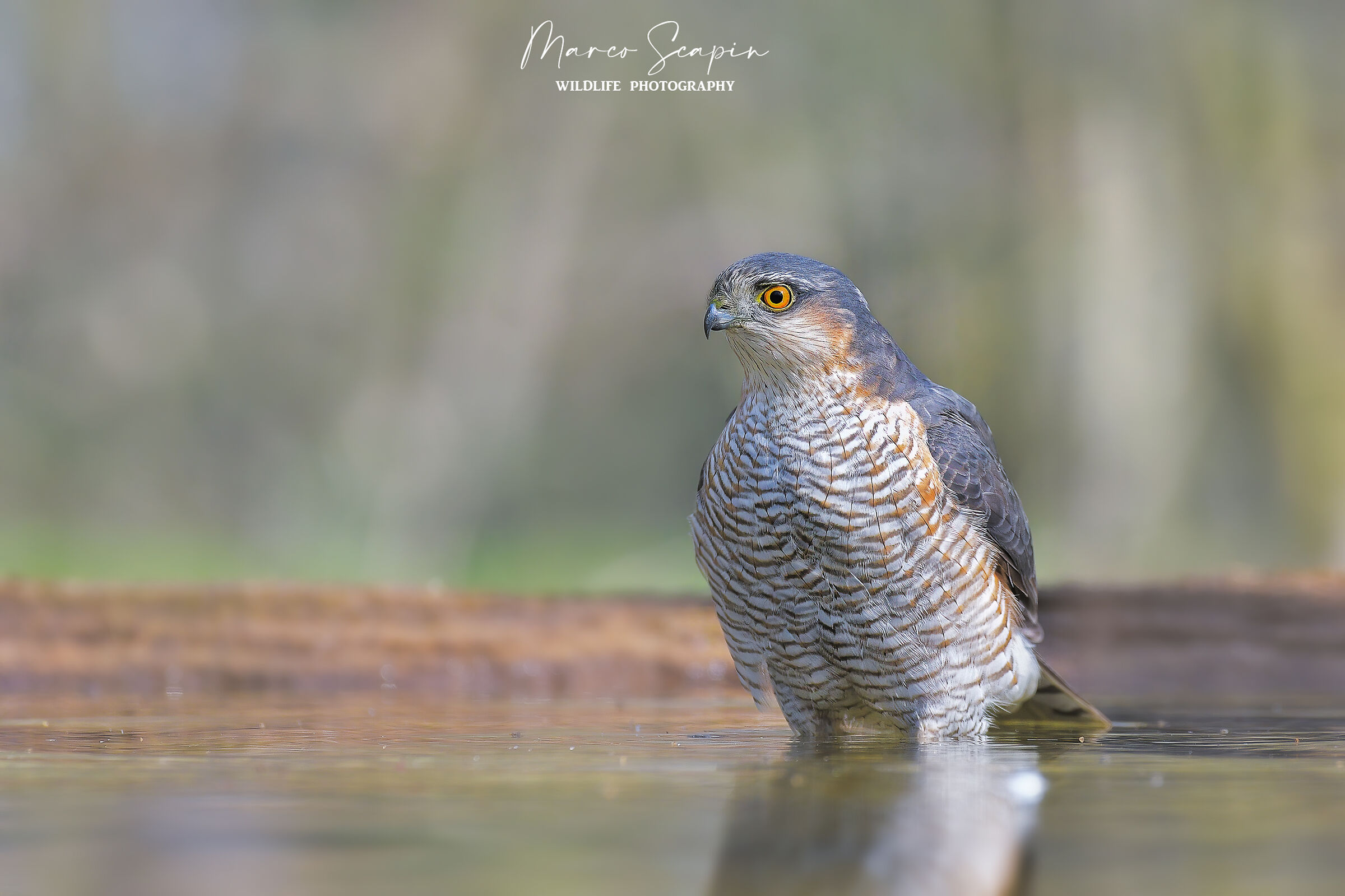 Sparrowhawk