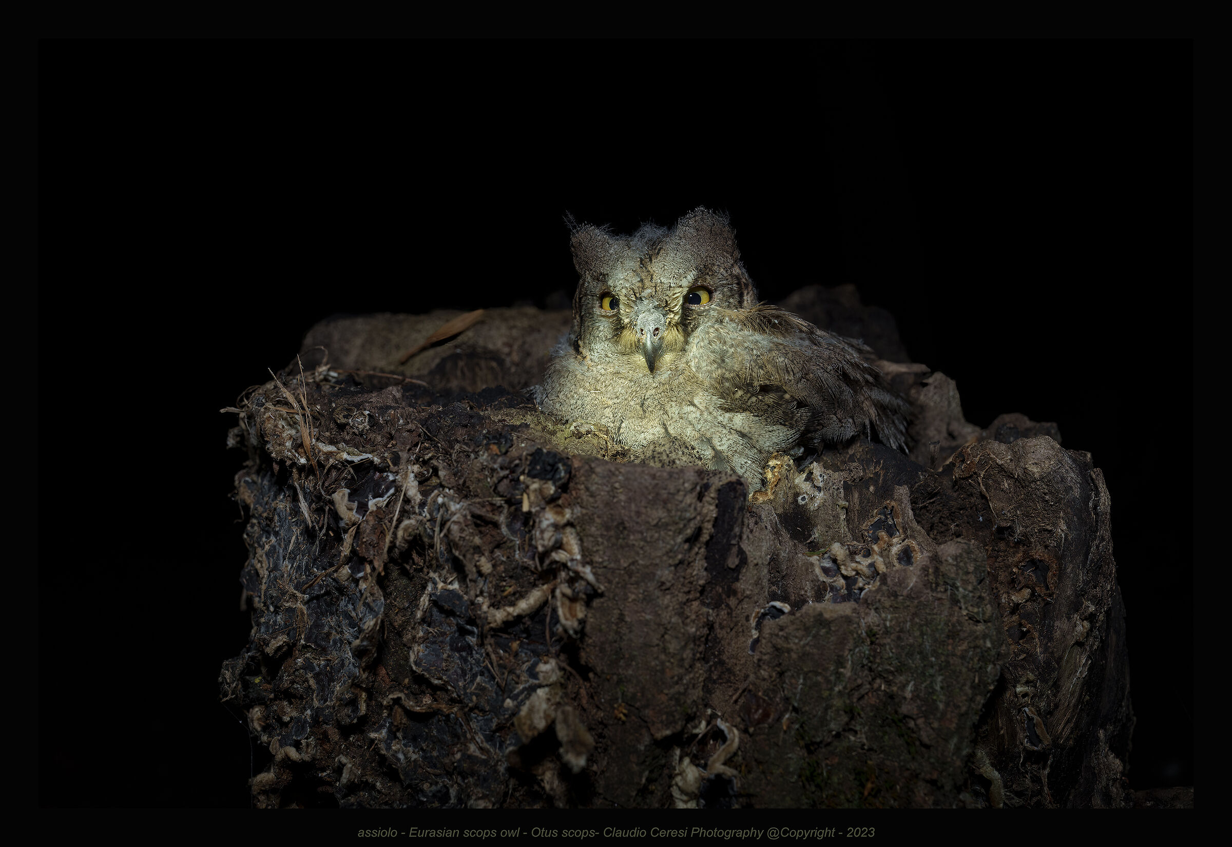 Eurasian scops owl . assiolo .