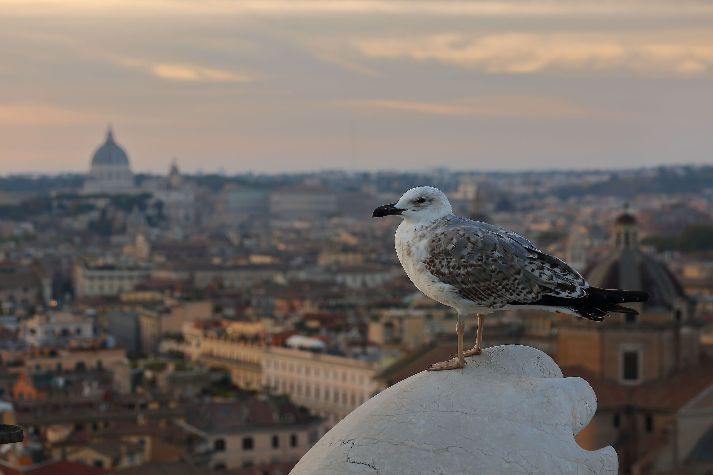 La vedetta sulla città Eterna.