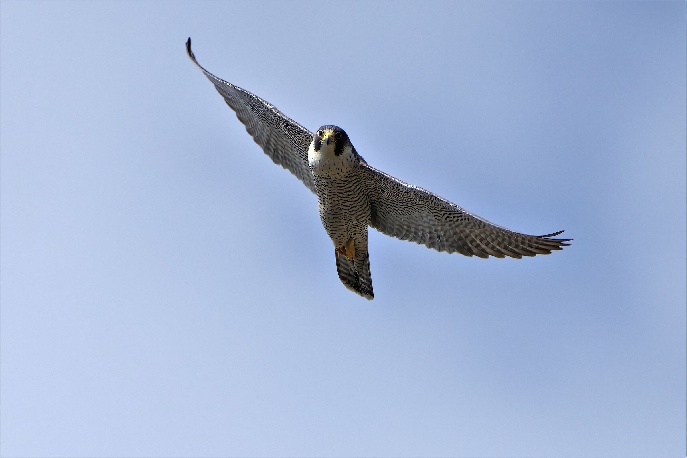 peregrine