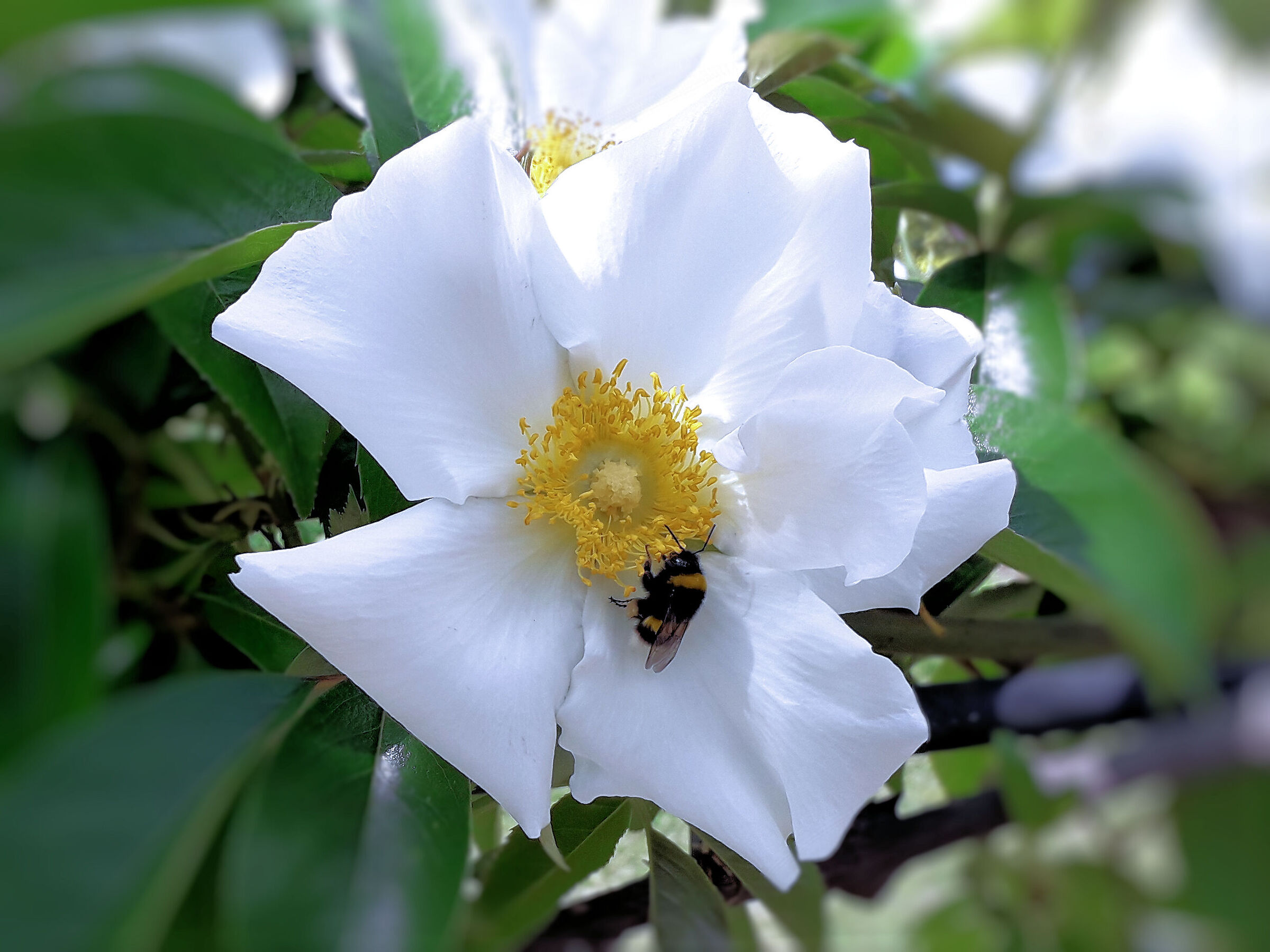 Bombo su rosa canina