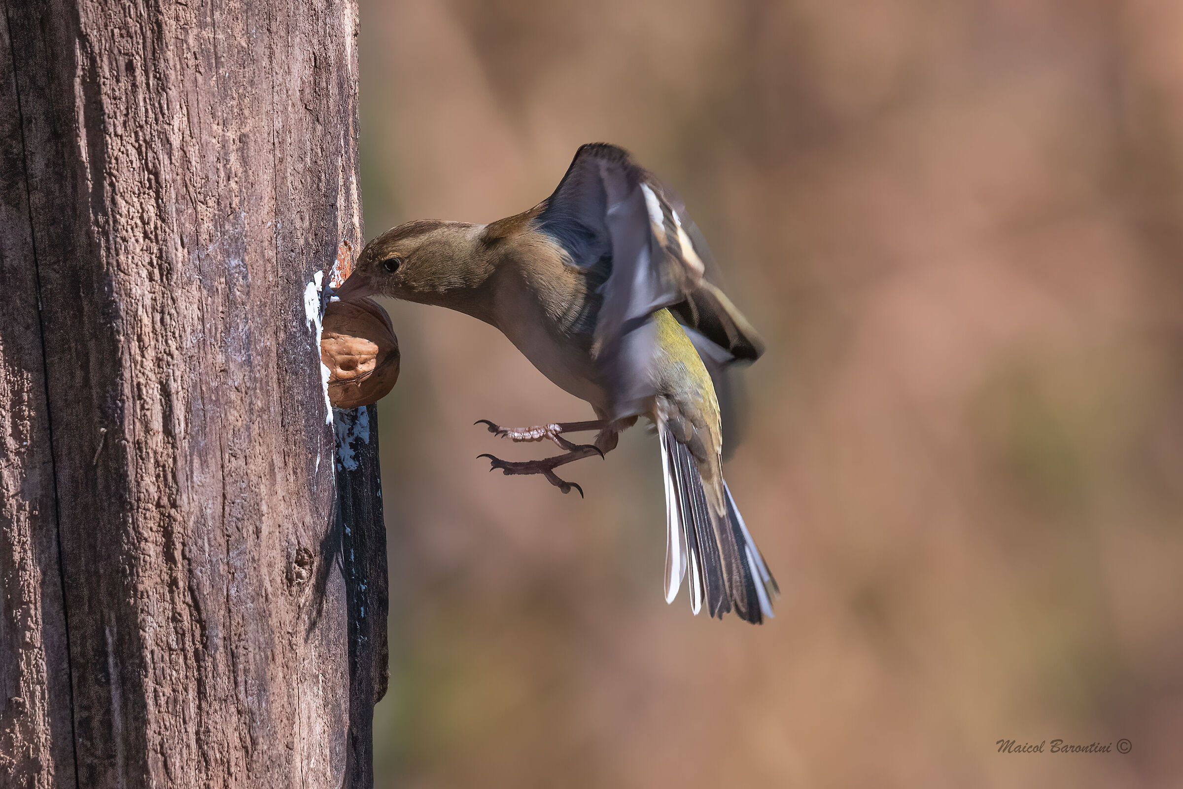 La fame scaccia il lupo dal bosco...