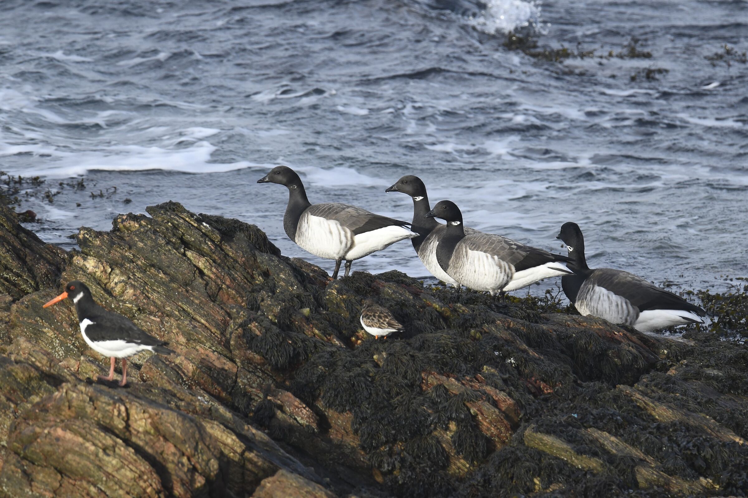 Oca colombaccio (Brent goose)