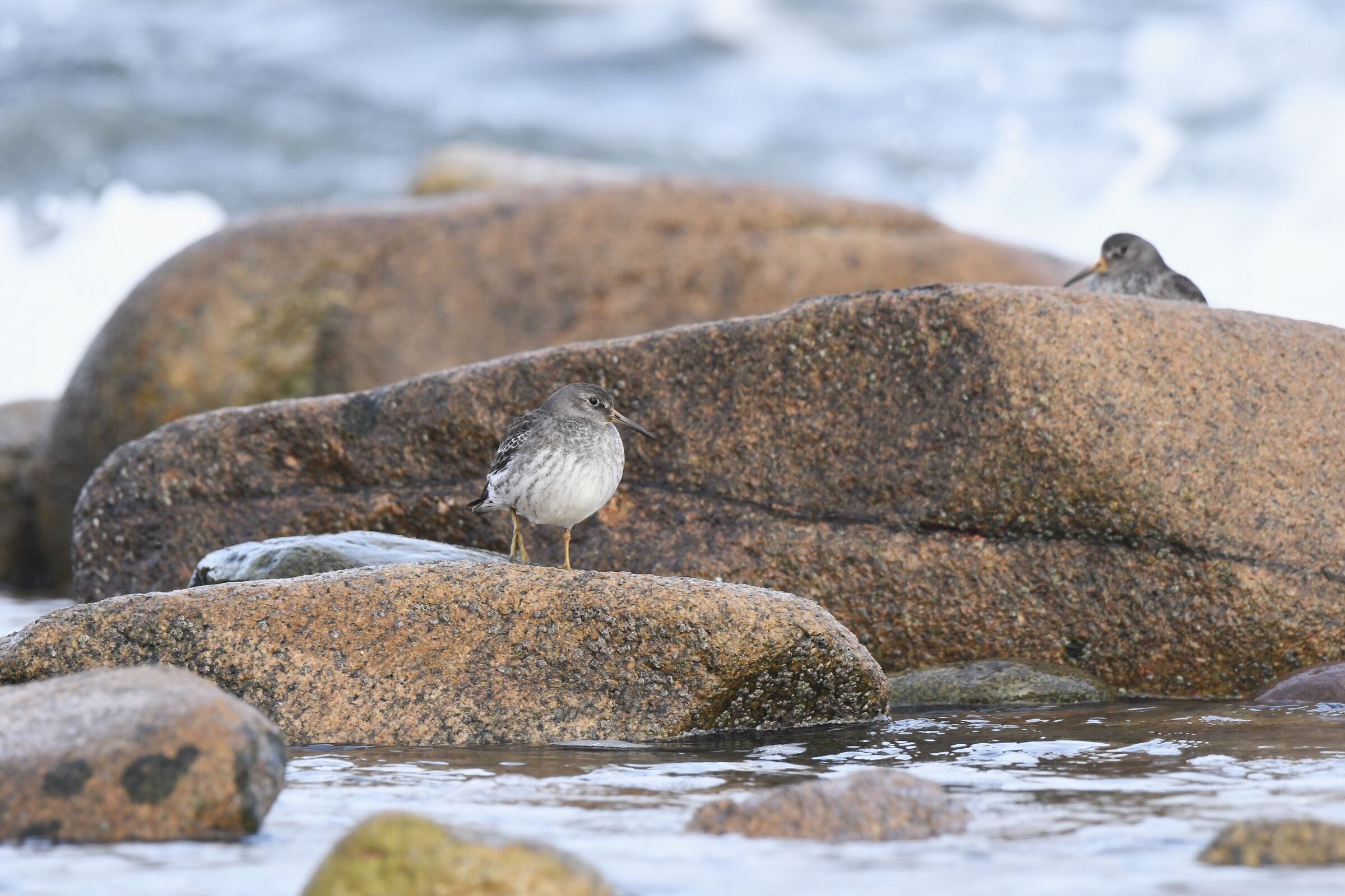Piovanello violetto (Purple sandpiper)