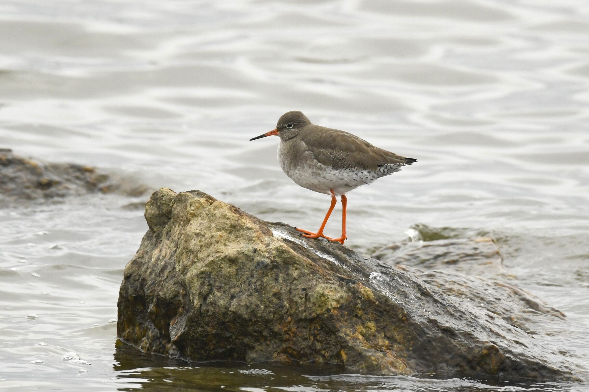 Pettegola (Redshank)