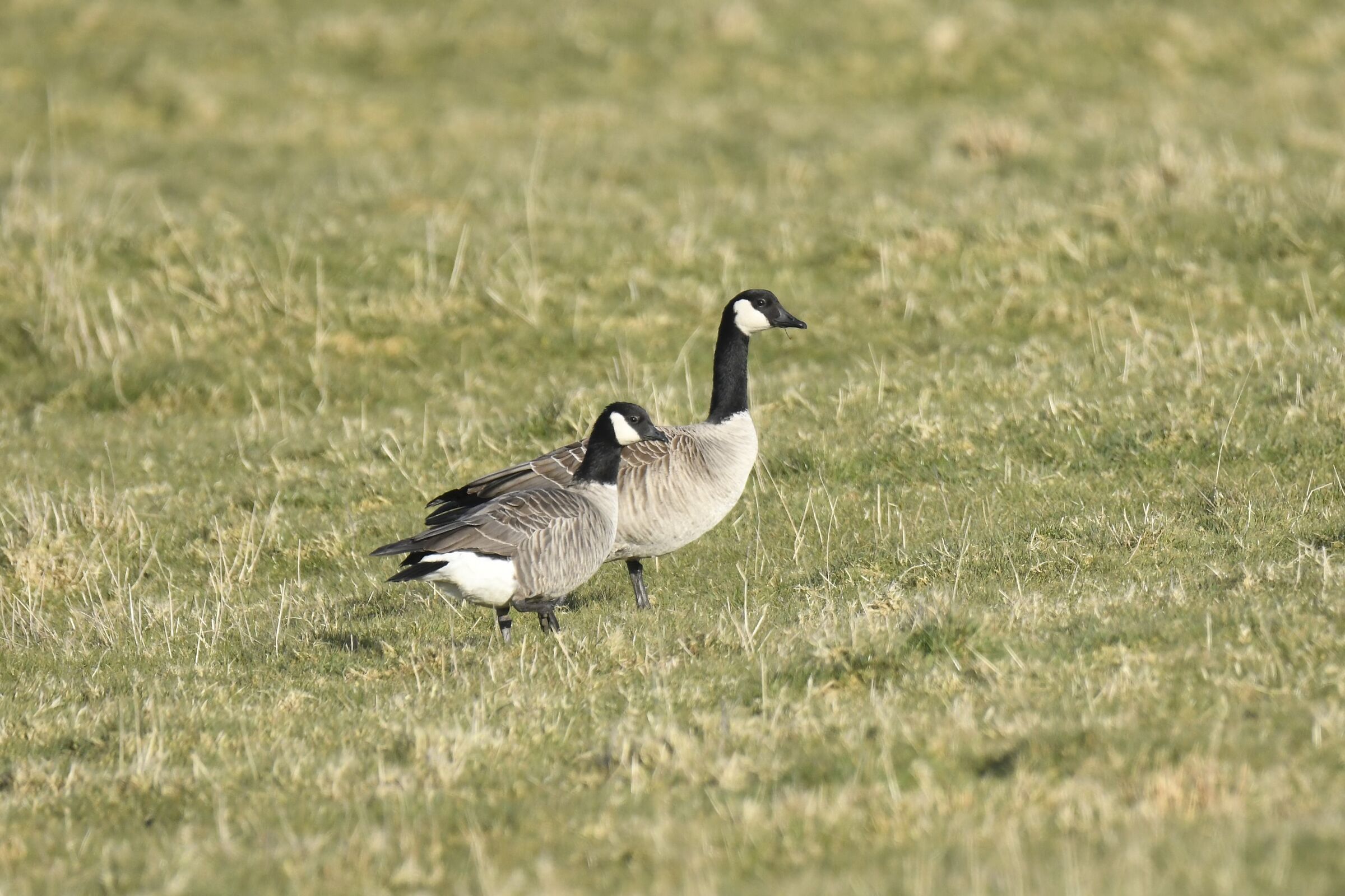 Oca del Canada minore (Cackling goose)