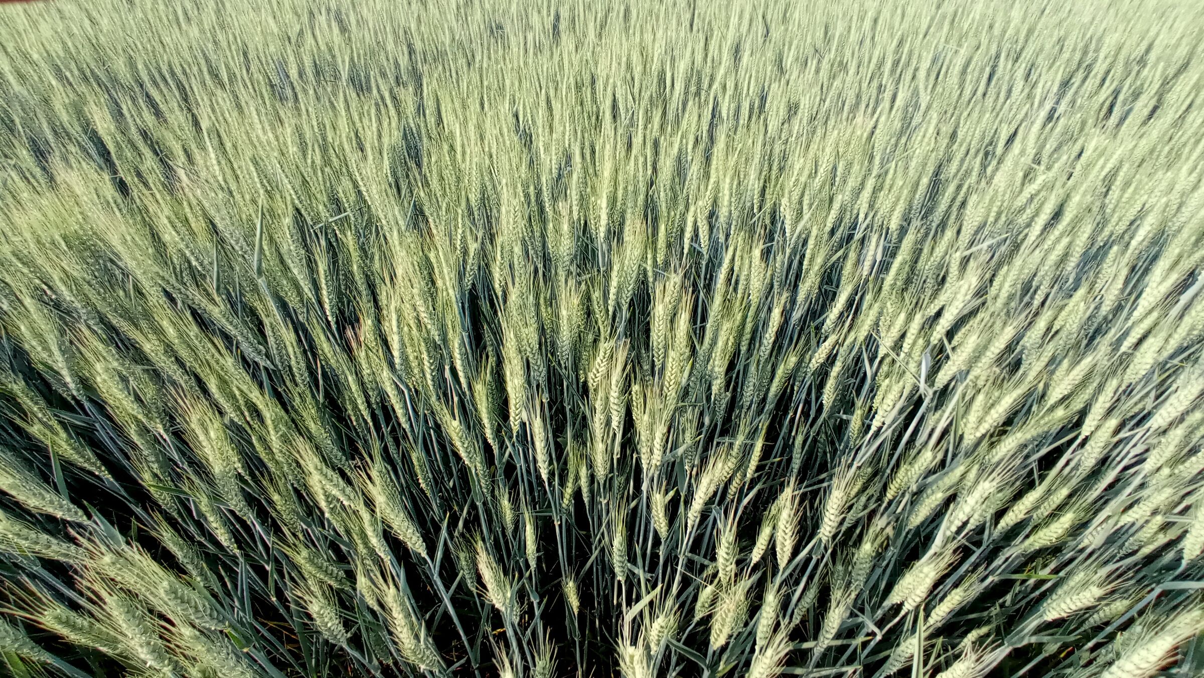 un mare di grano
