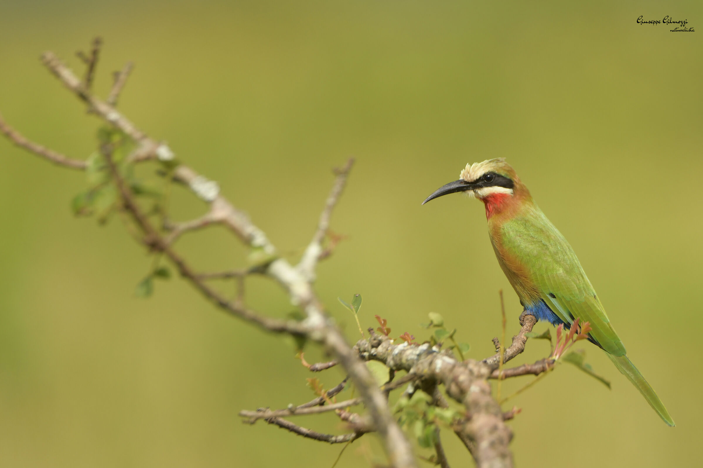 White-fronted bee-eater (Merops bullockoides)