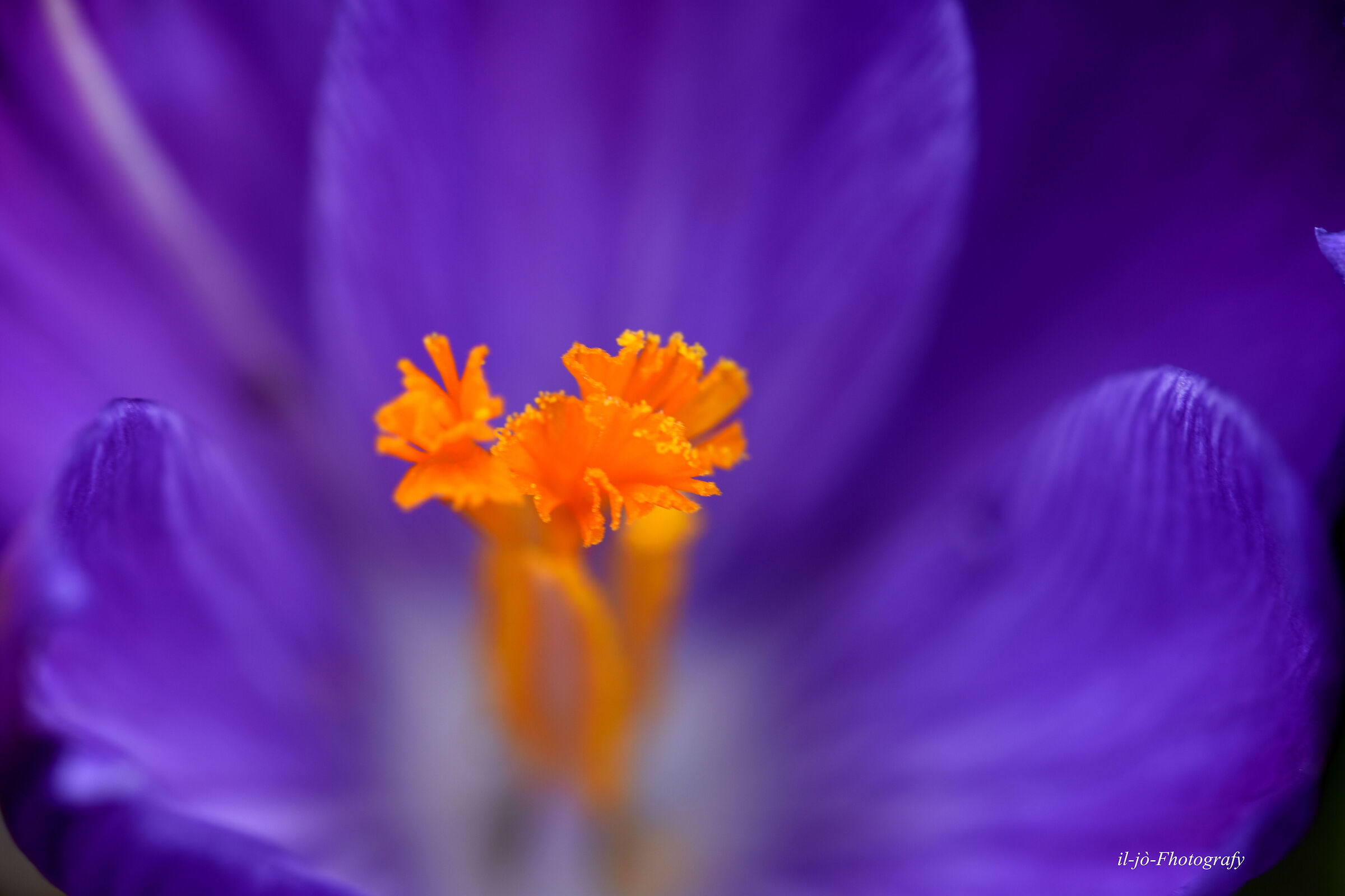 Untitled Photo
