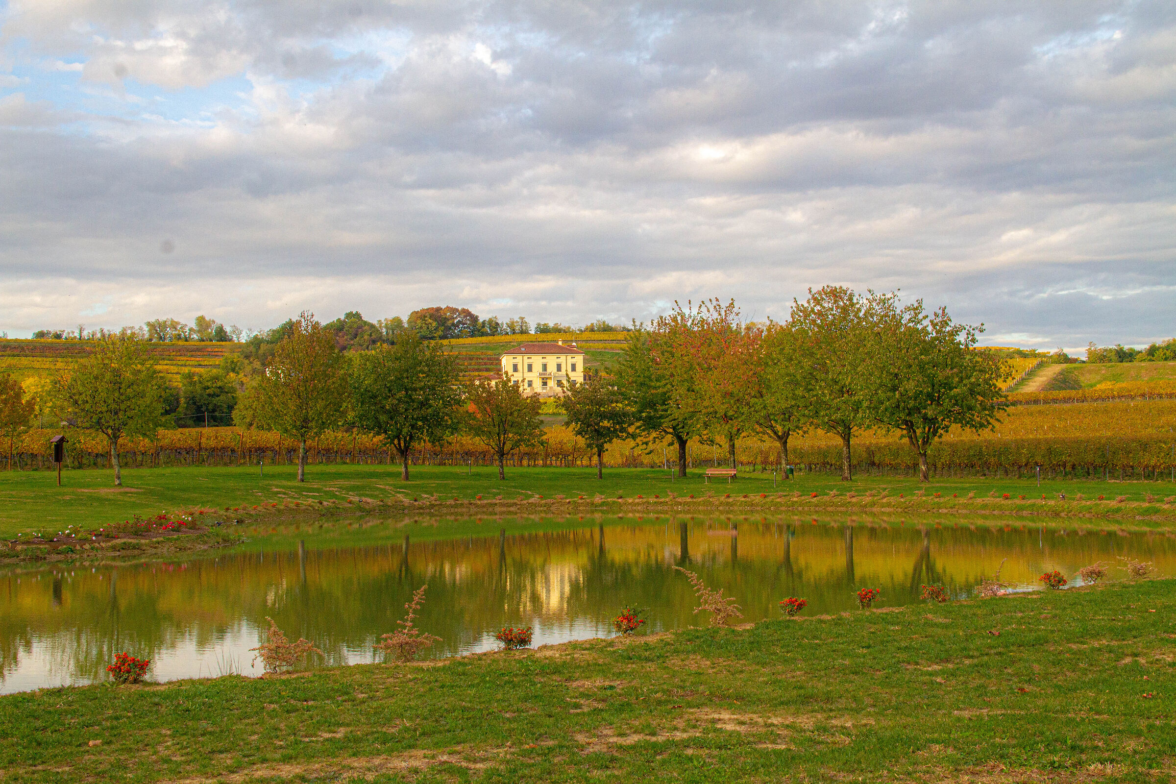 The pond
