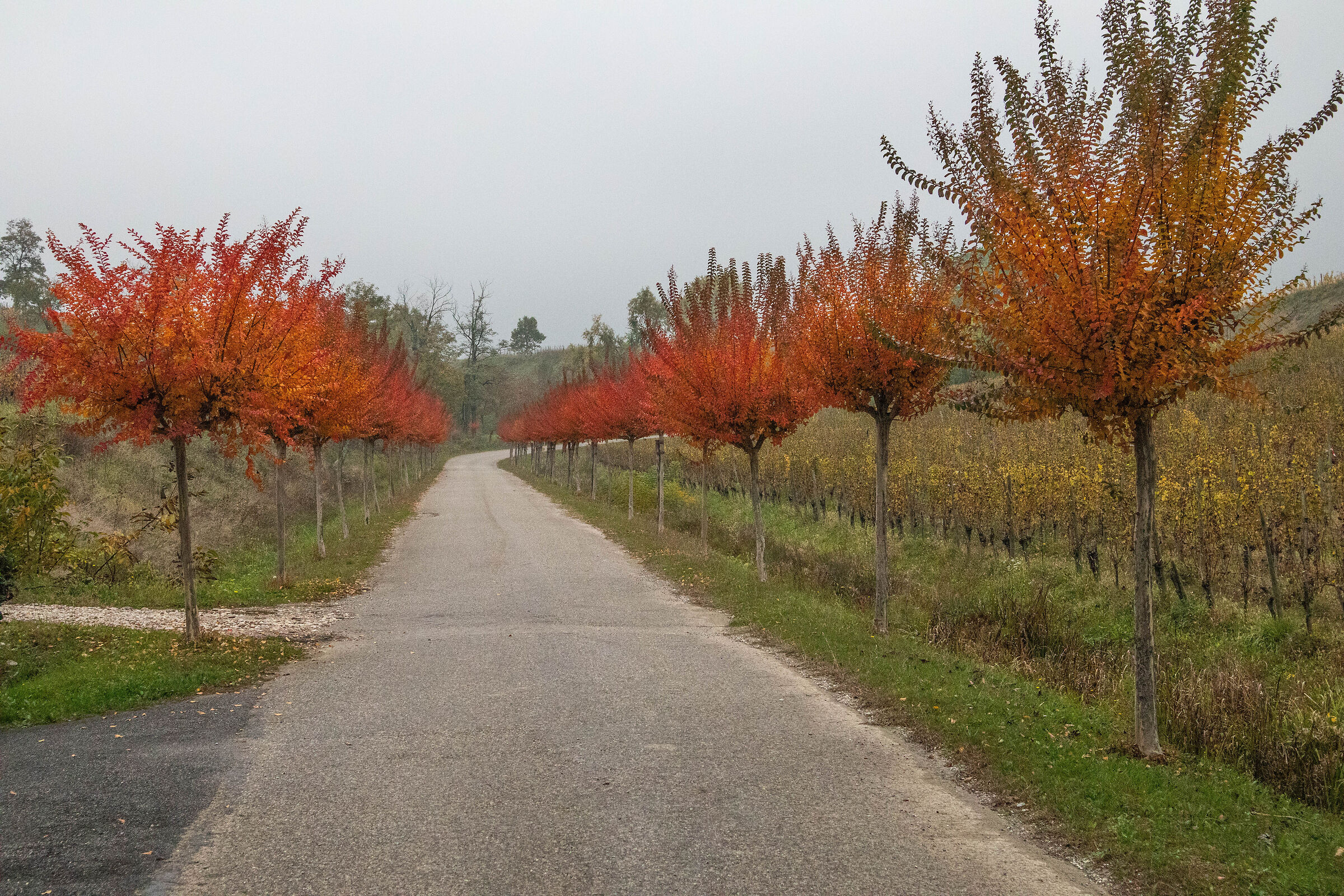 Autumn among the rows