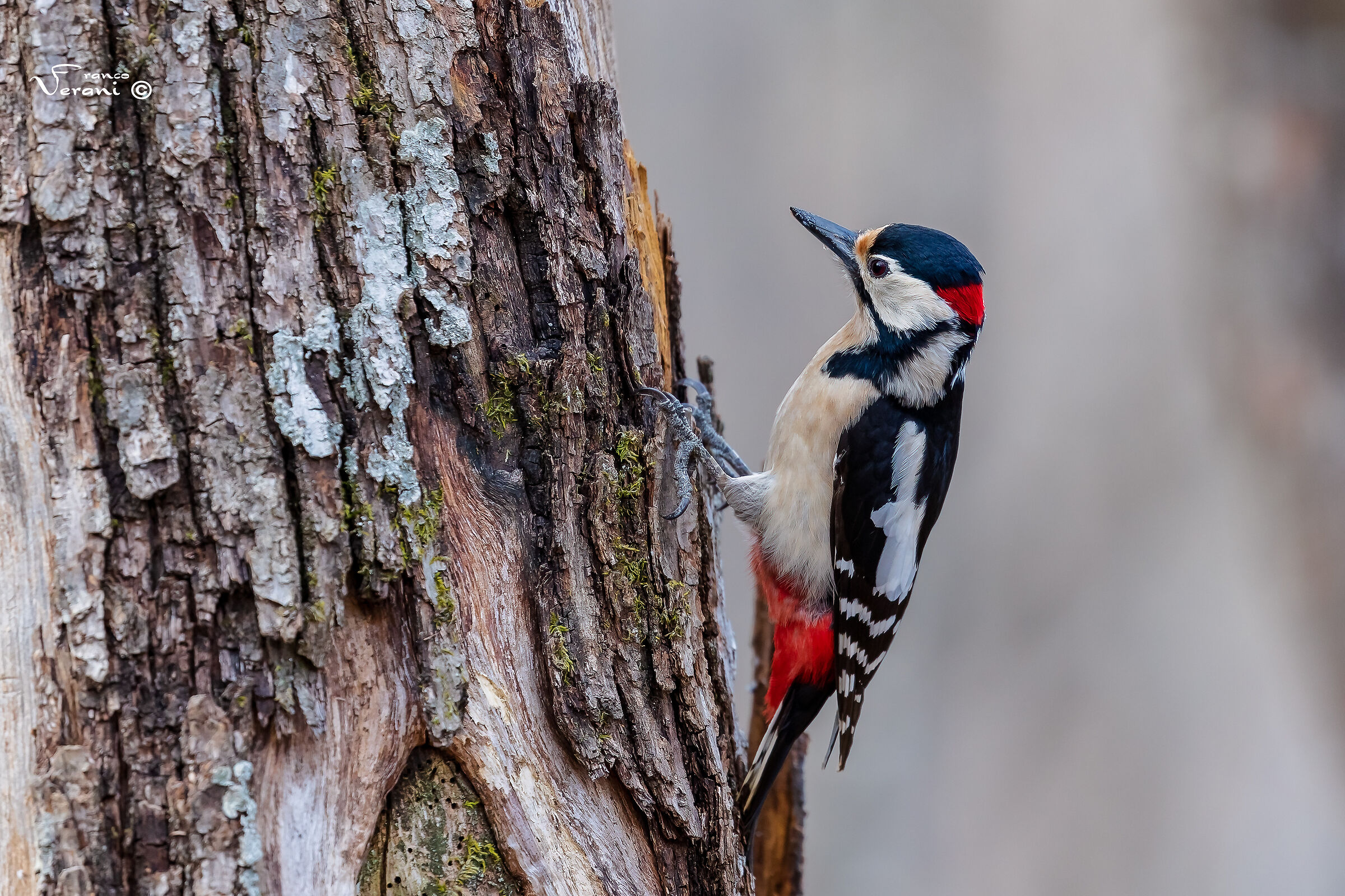 Picchio Rosso Maggiore