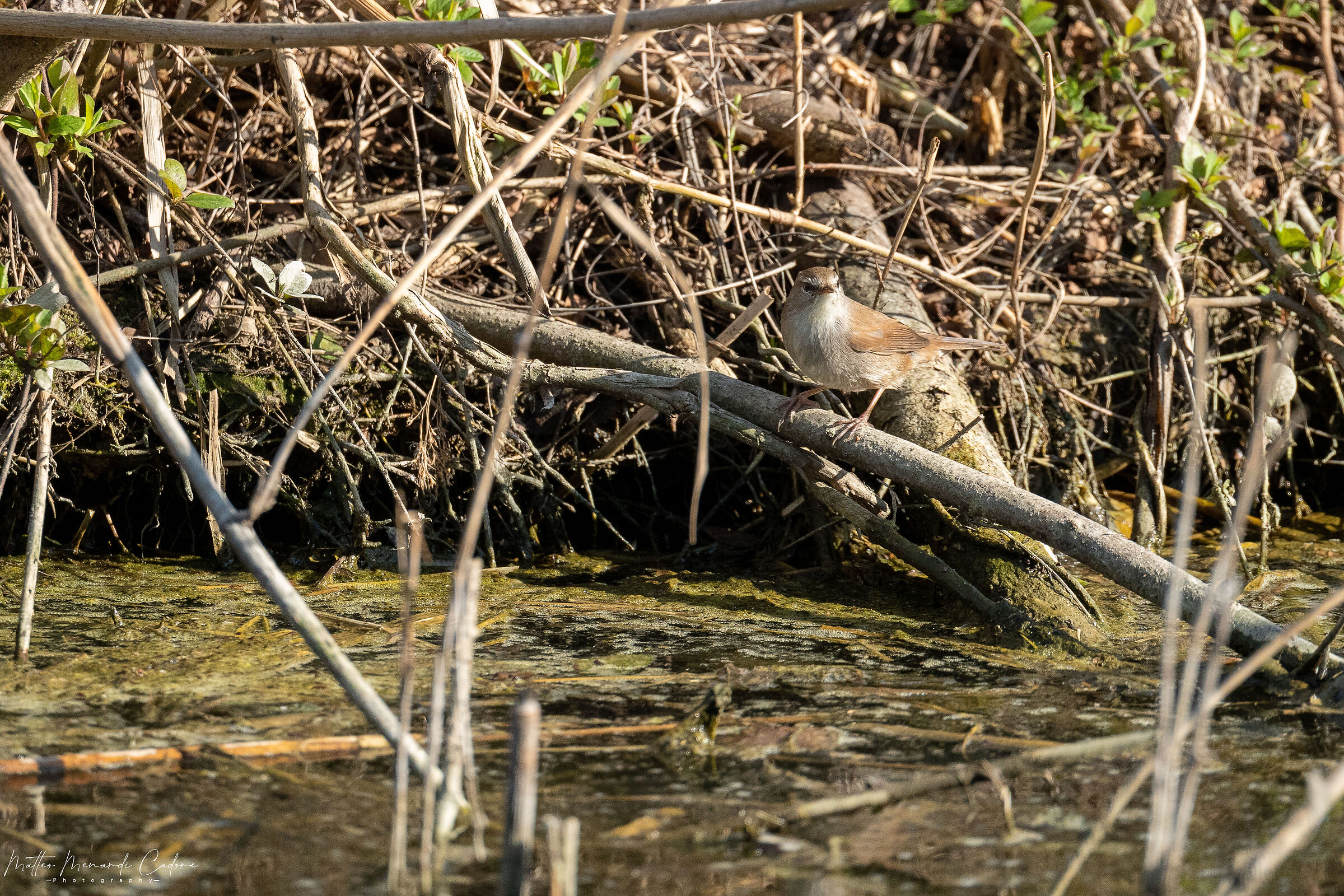 Il timido chiaccherone dei fiumi