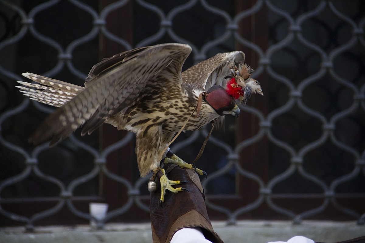 Il falco mascherato