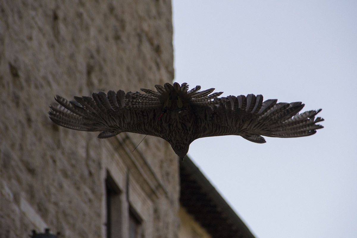 In flight within the medieval walls