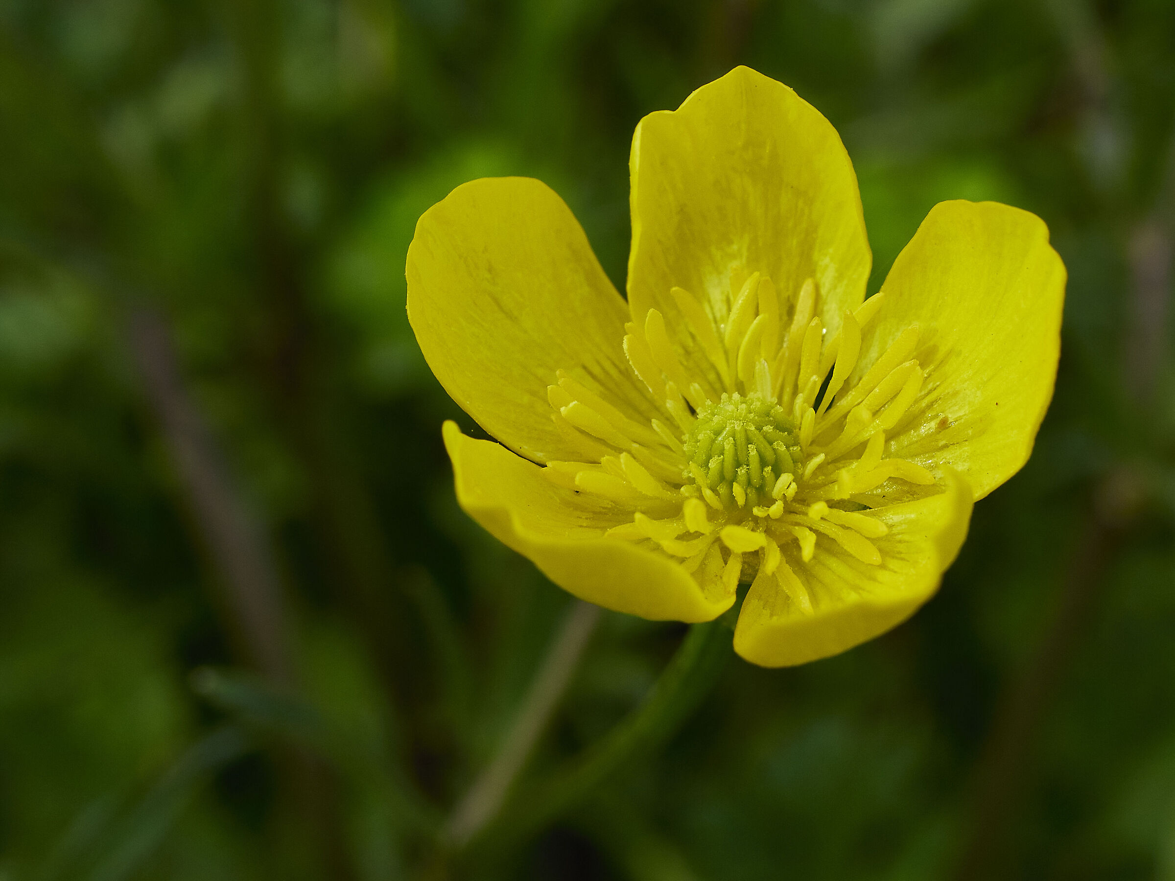 Common buttercup