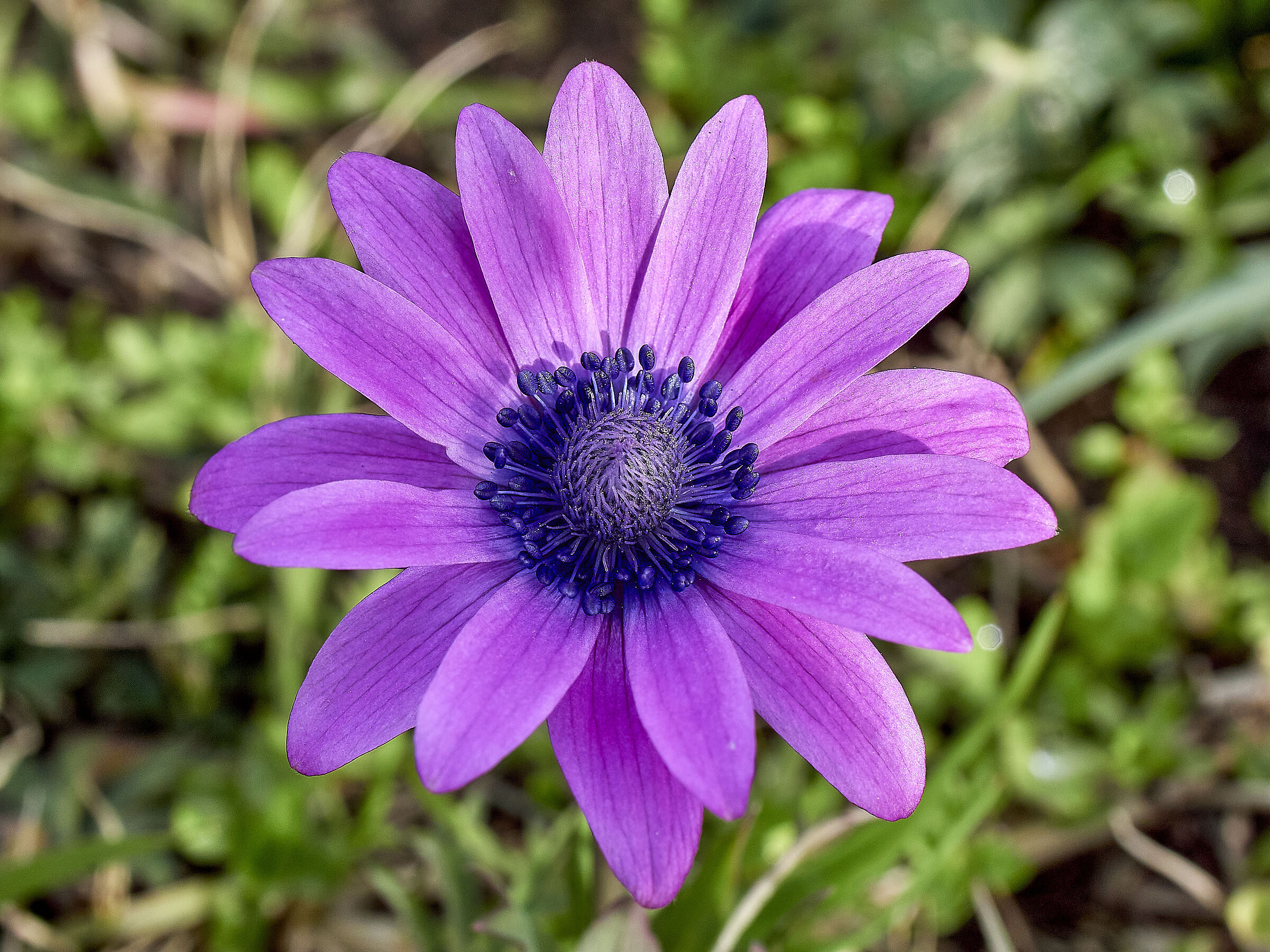 Anemone comue #3
