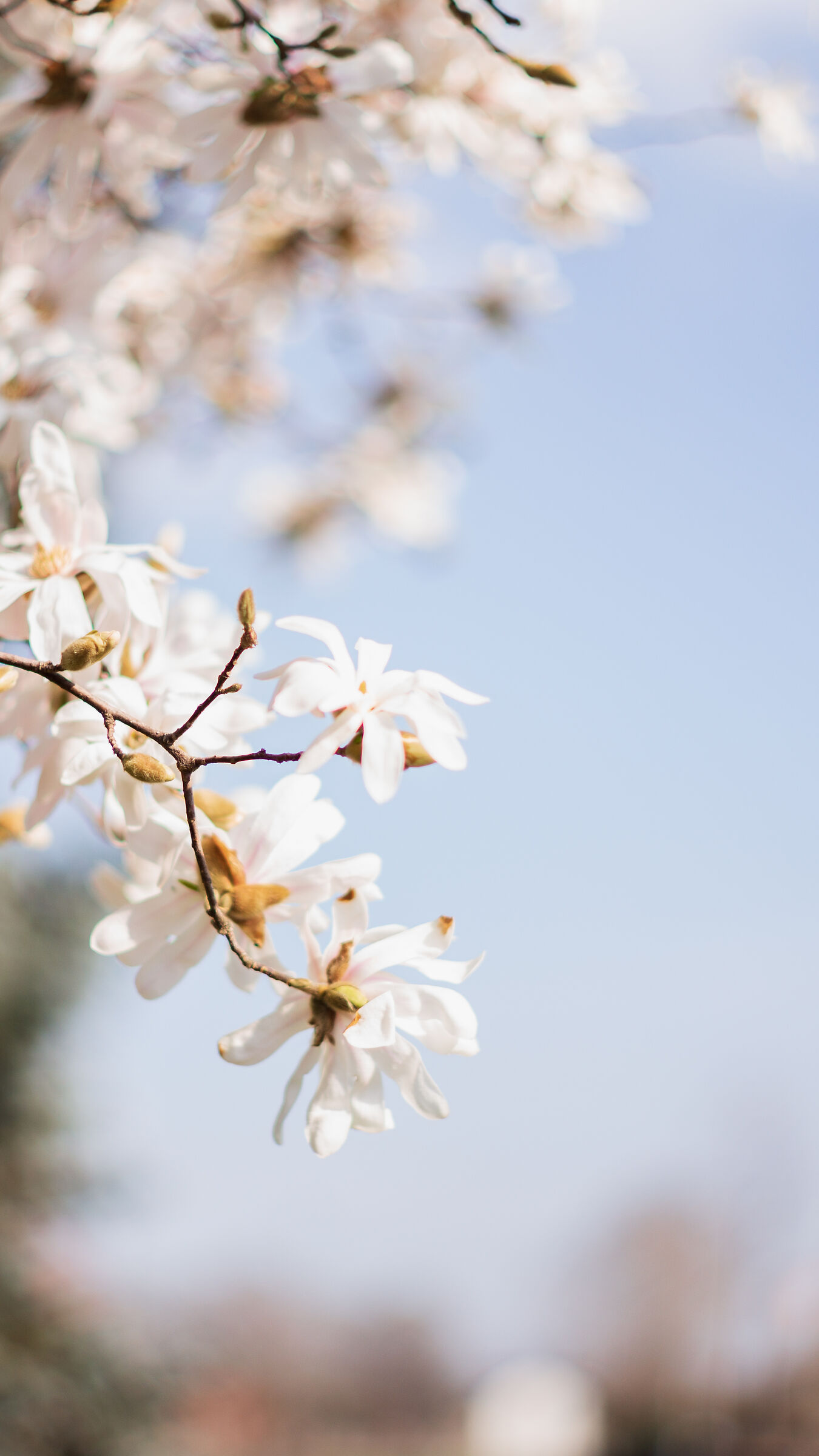 Blossom