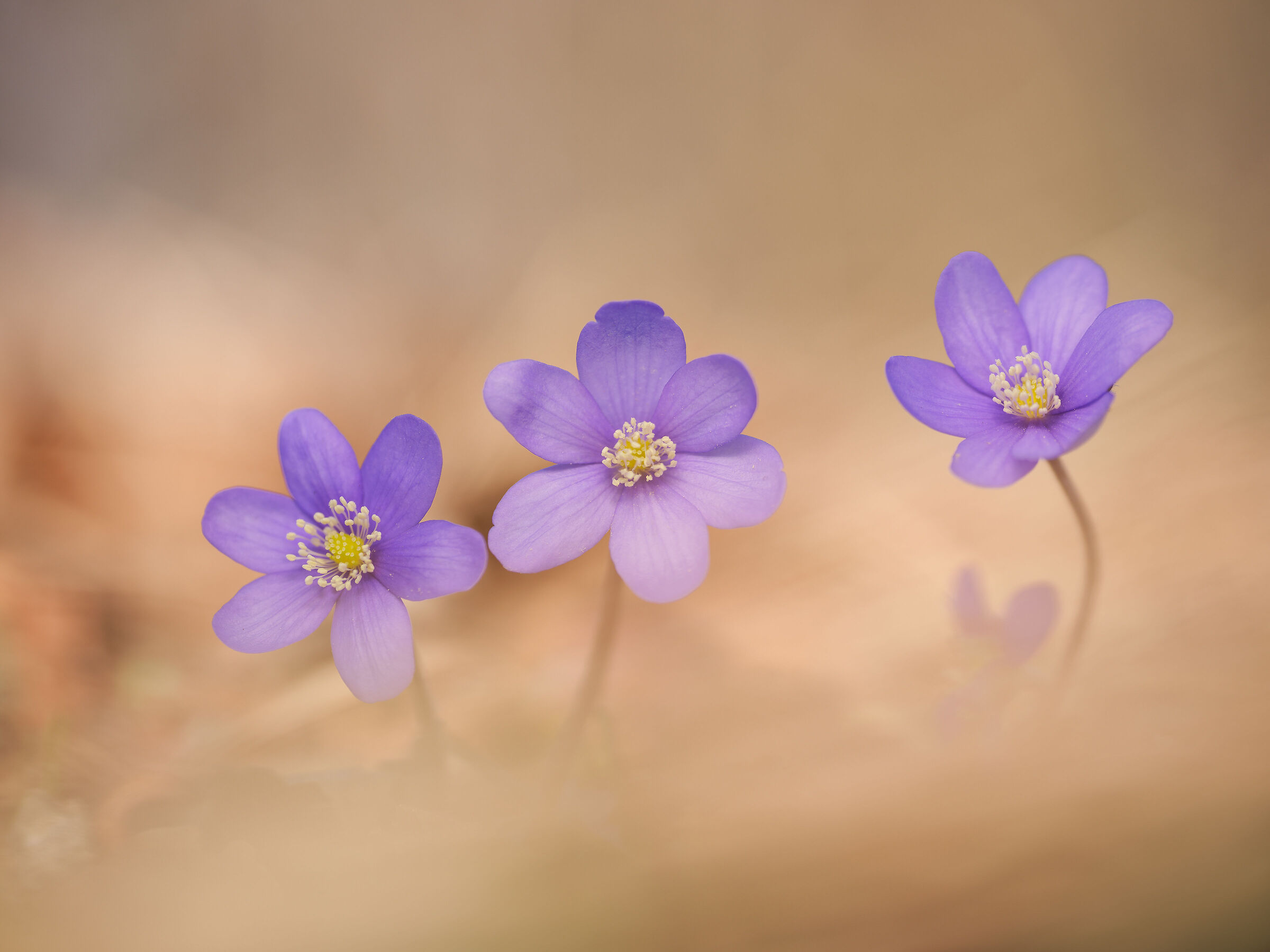 Hepatica nobilis