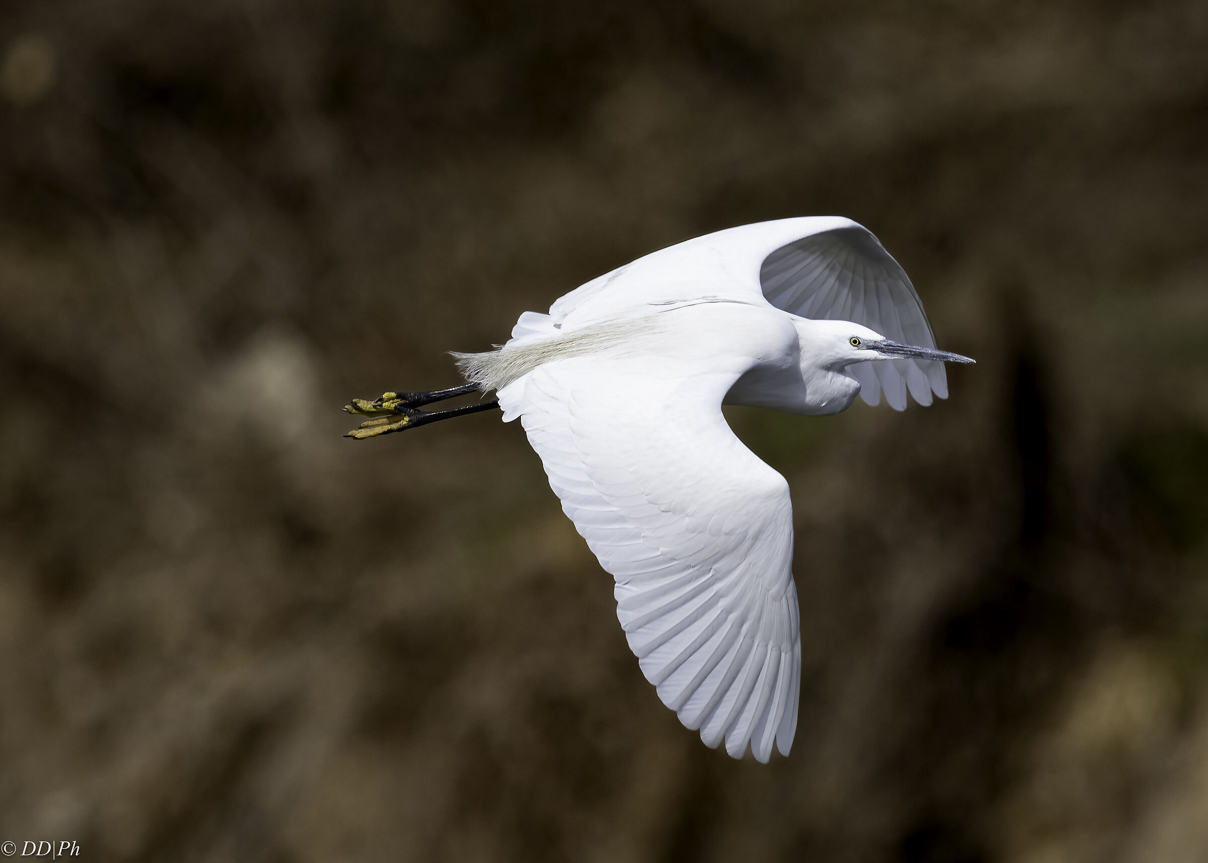 Egret
