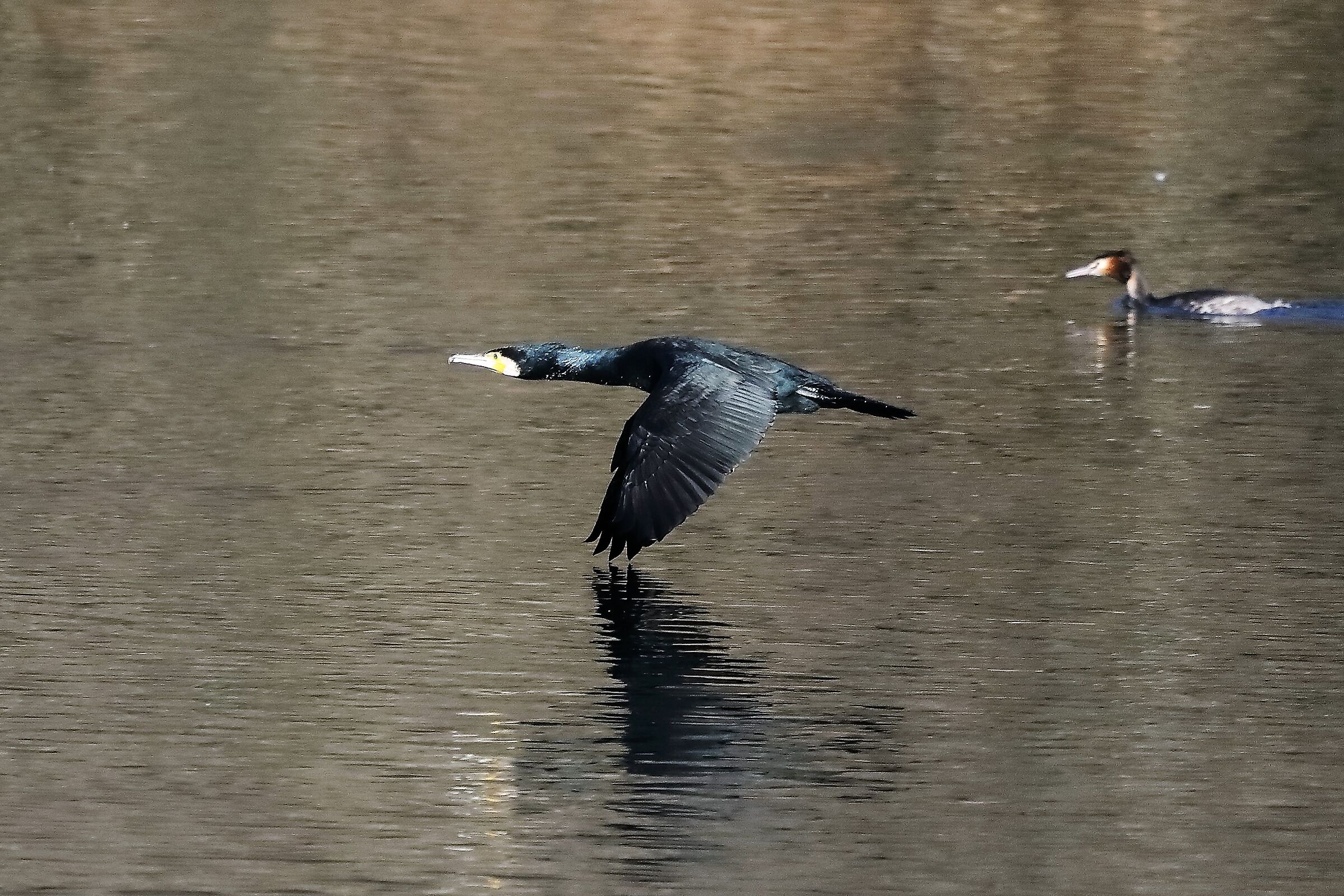 Cormorano 09-01-2023