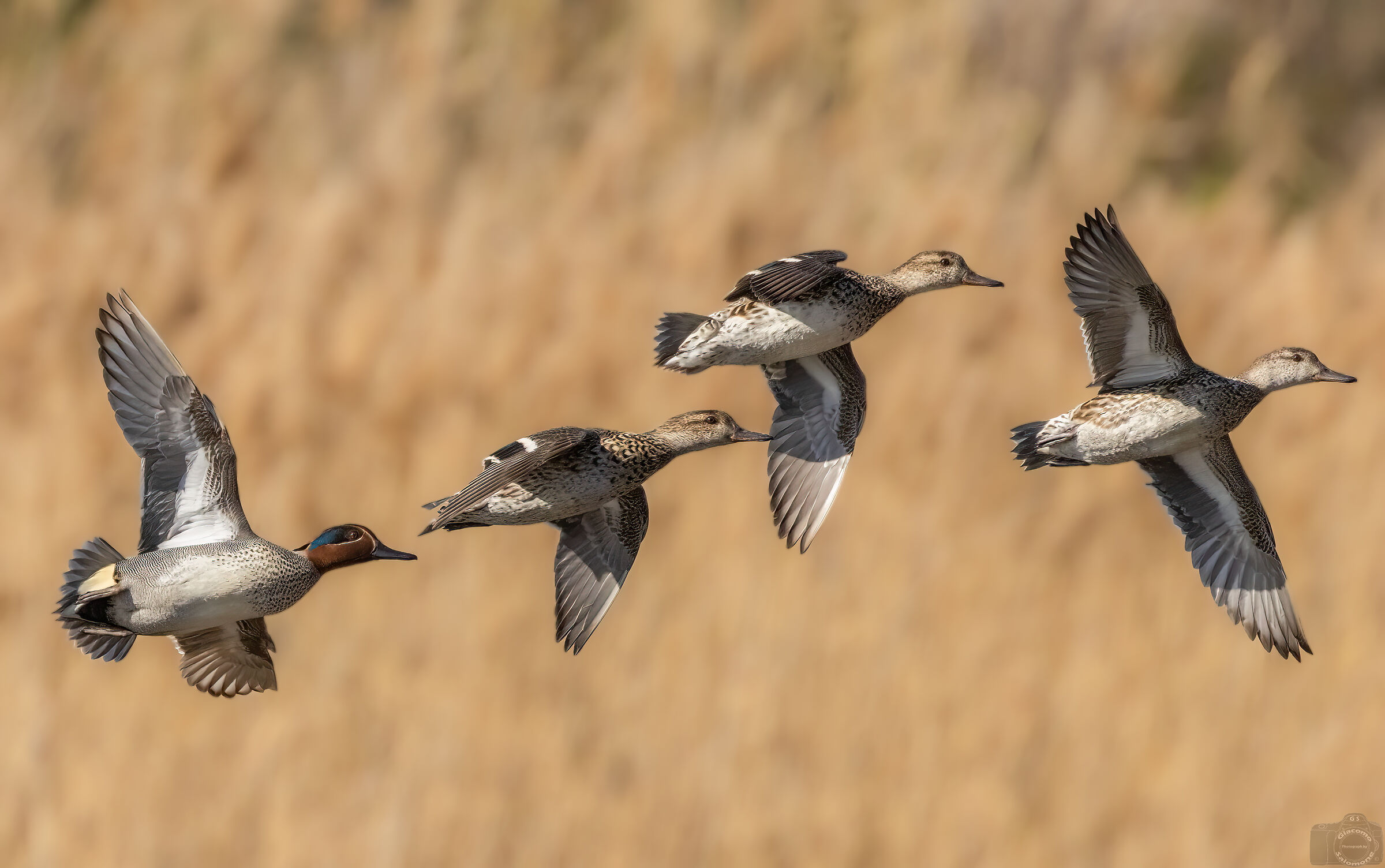 Teal in flight.