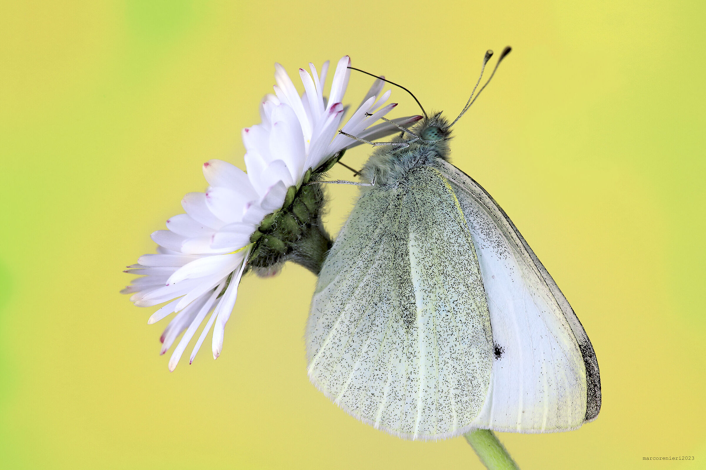 Pieris rapae