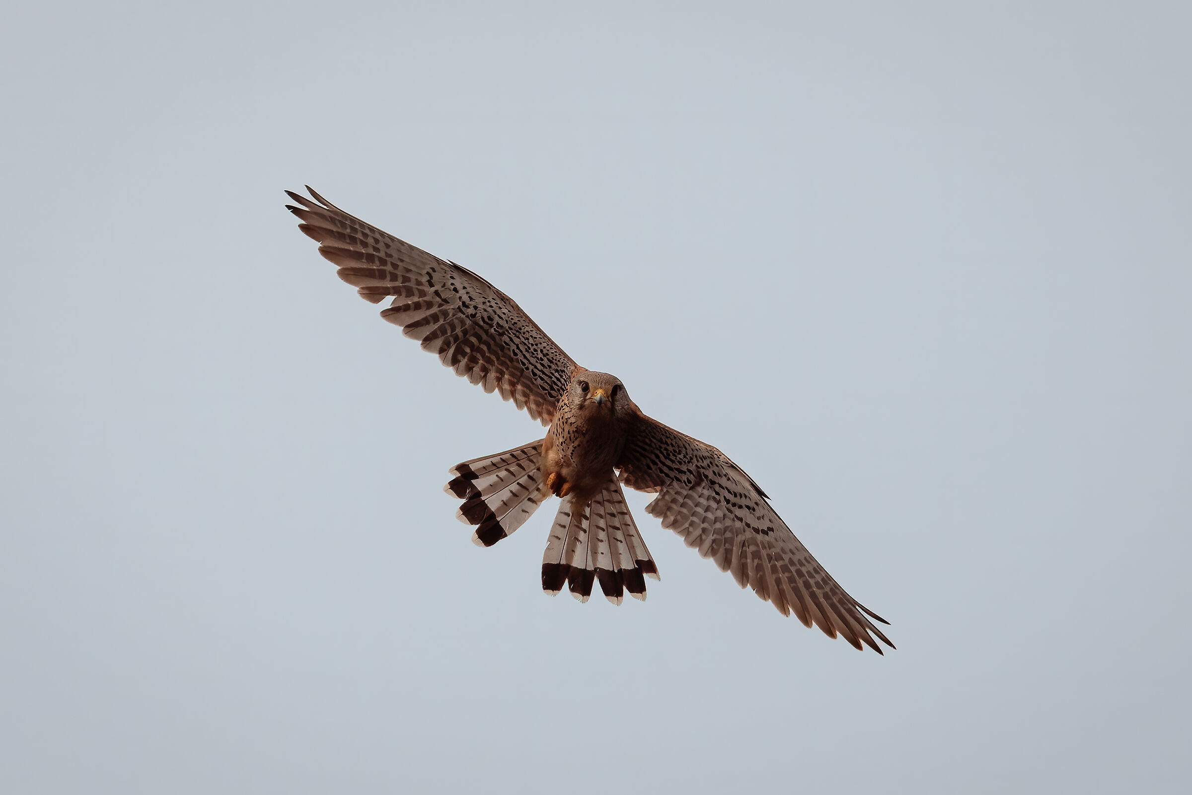 Kestrel