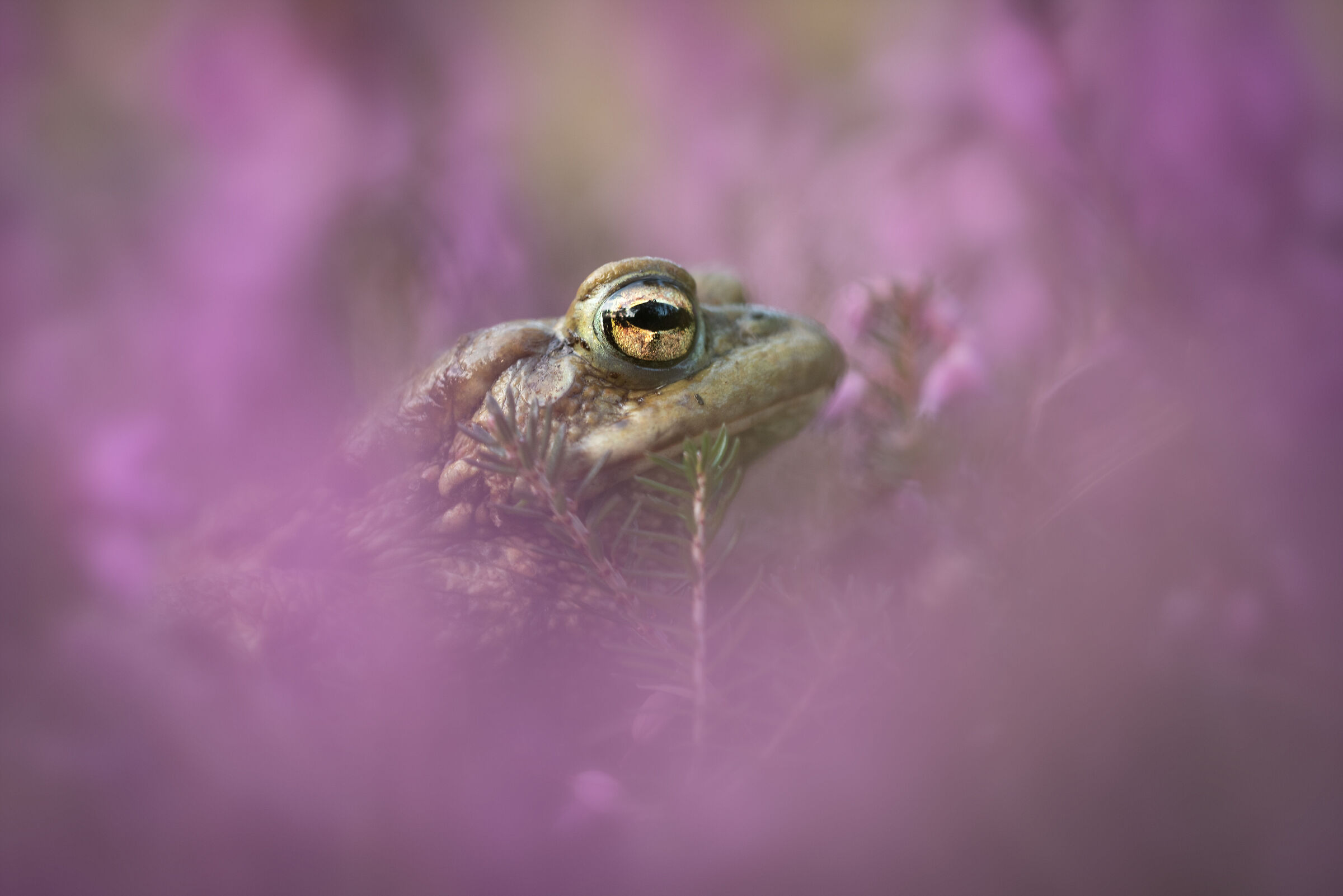 Passage in the Erica