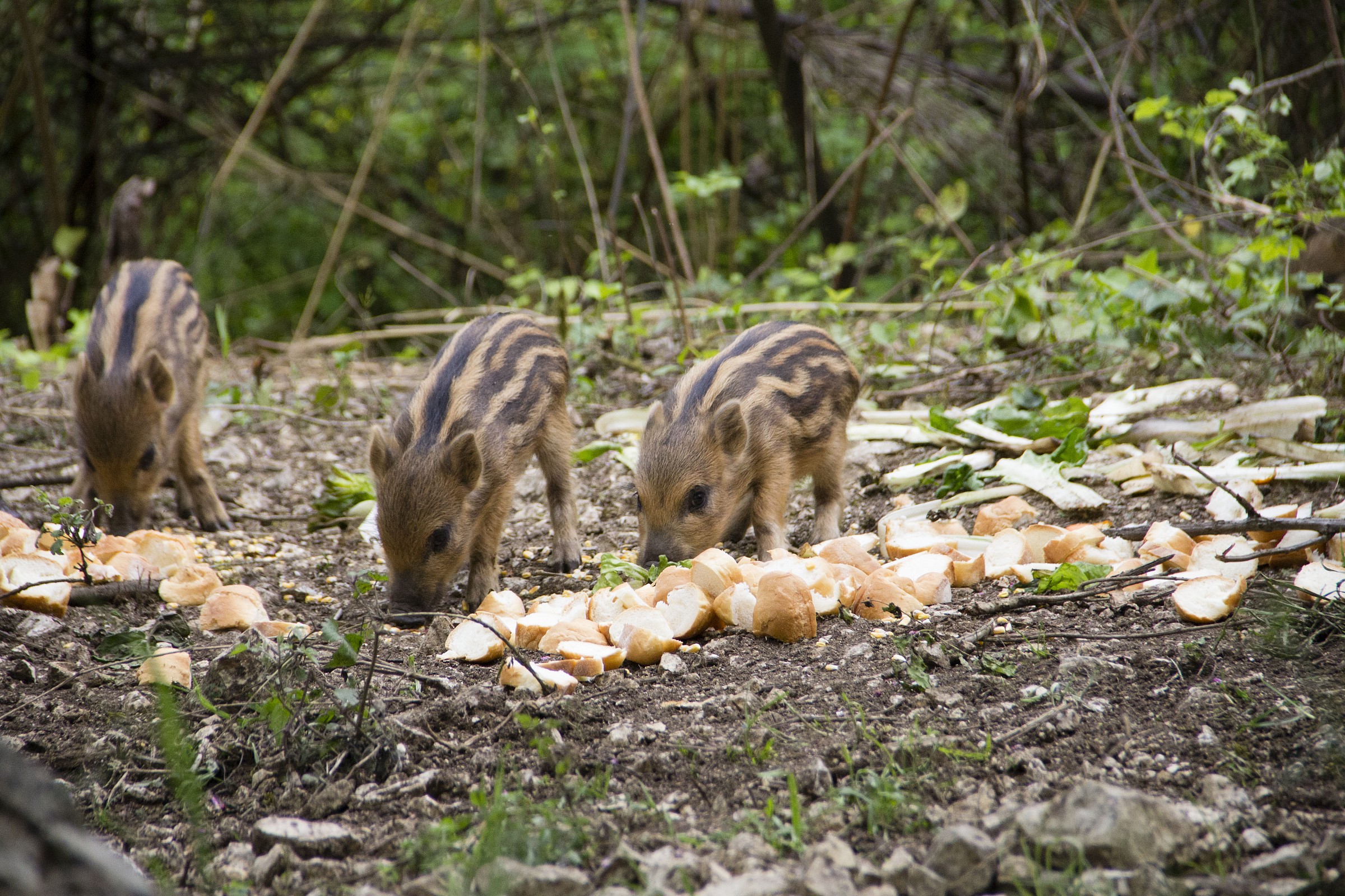 Siam three small cinghialin ....