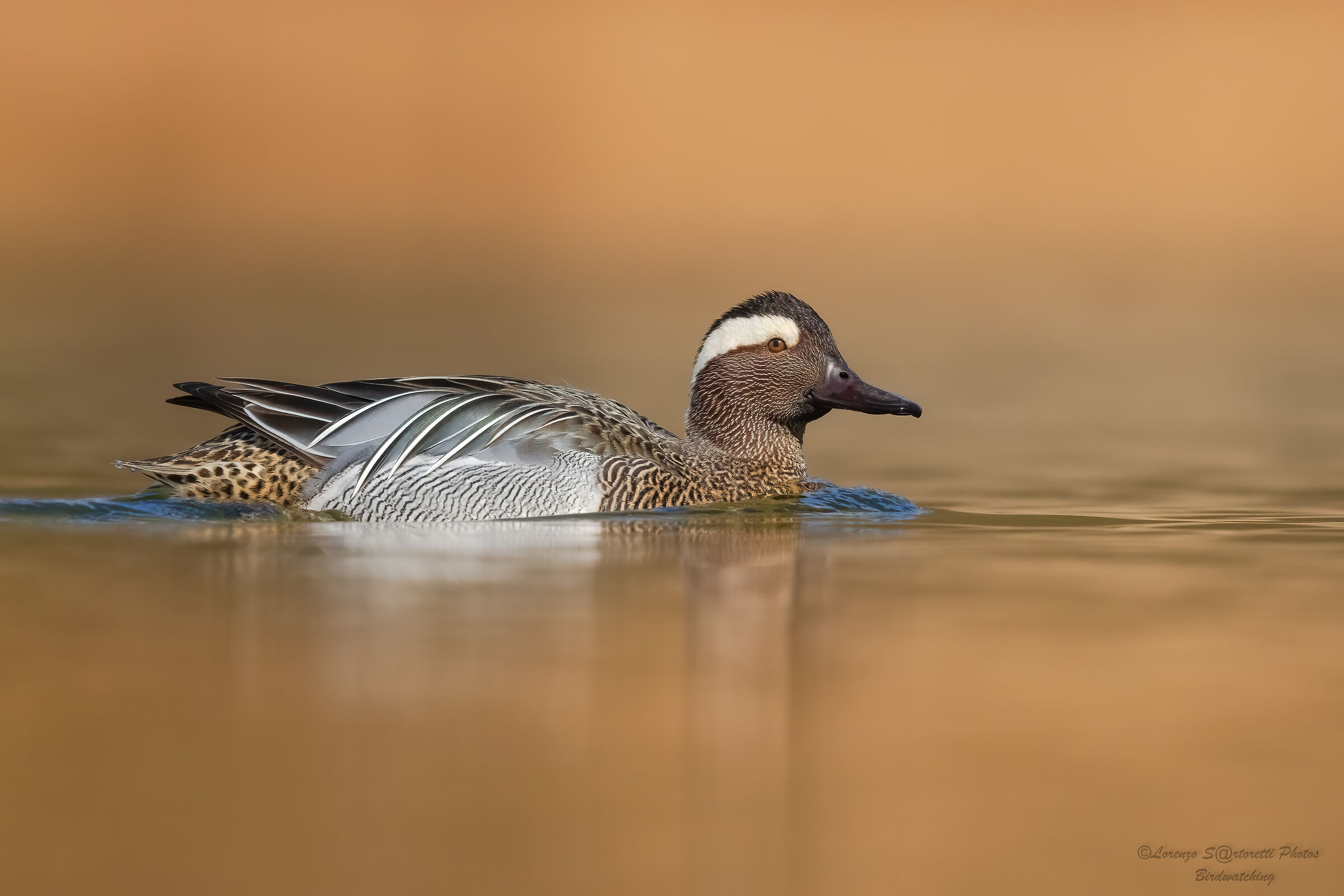 Garganey m.
